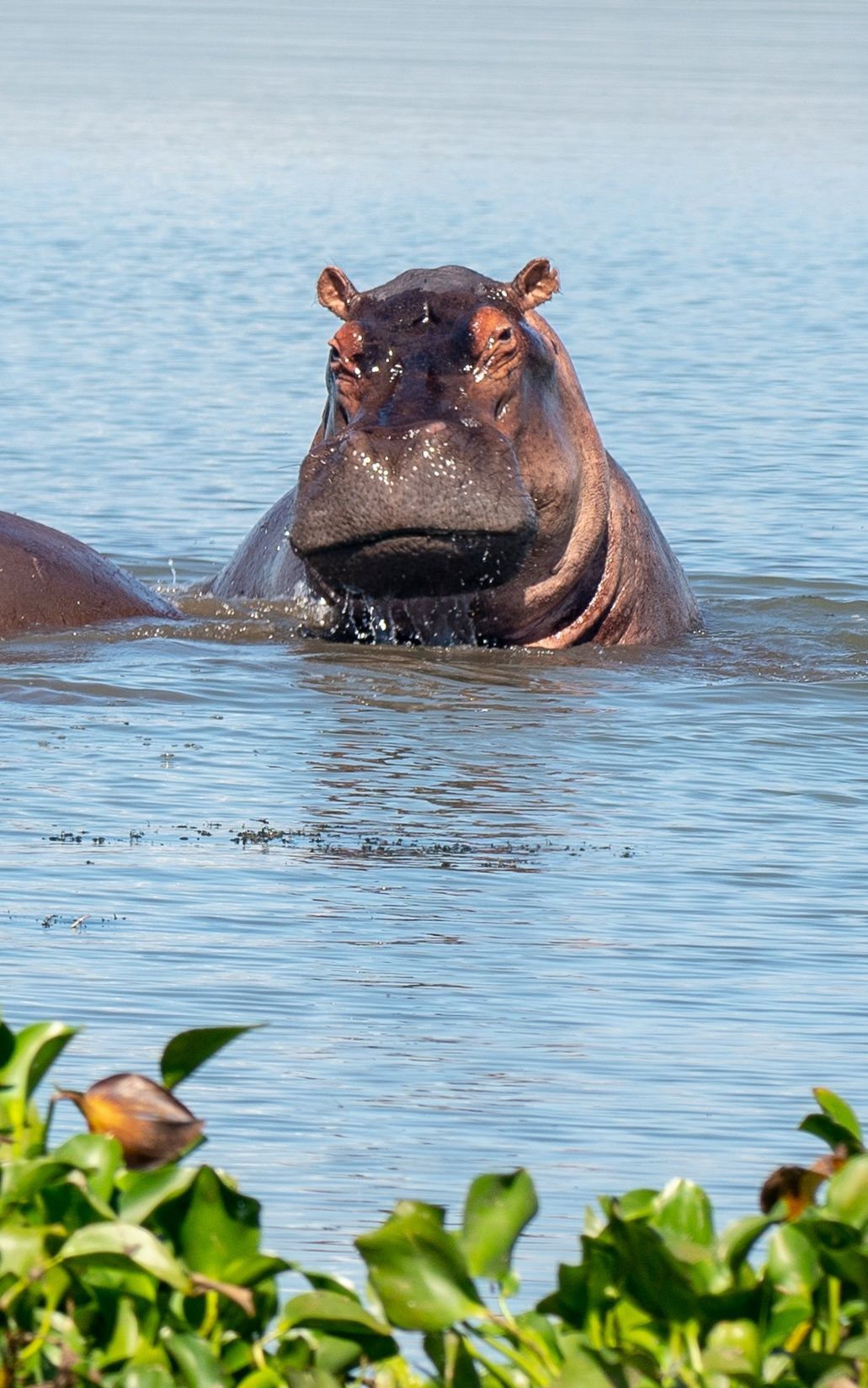 Hippopotamus in water, facing camera. Brown skin, open nostrils, small ears. Blue water, green plants in foreground.