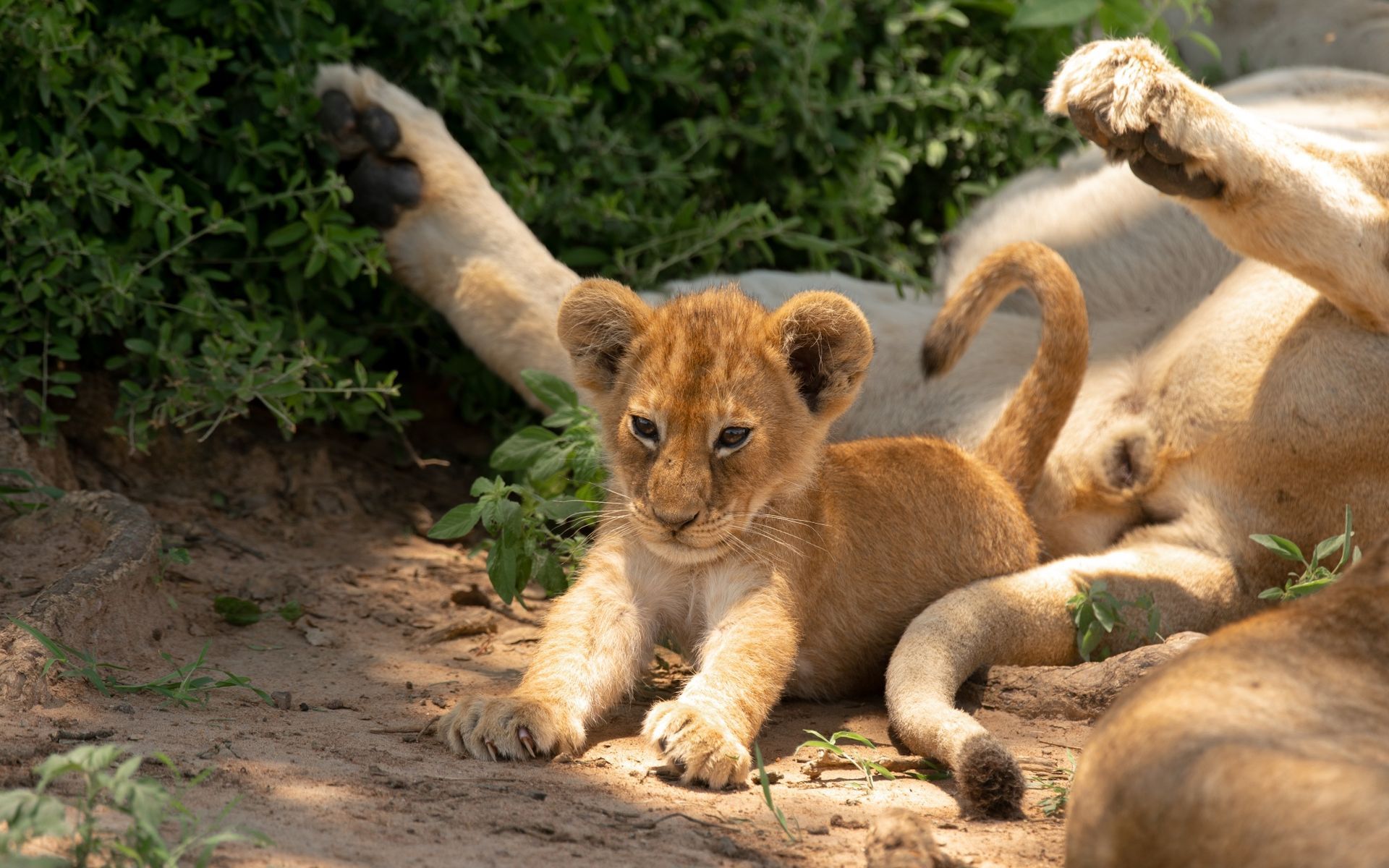 Lion cub resting in the sun, looking at the camera, with a lioness nearby and green foliage in the background.