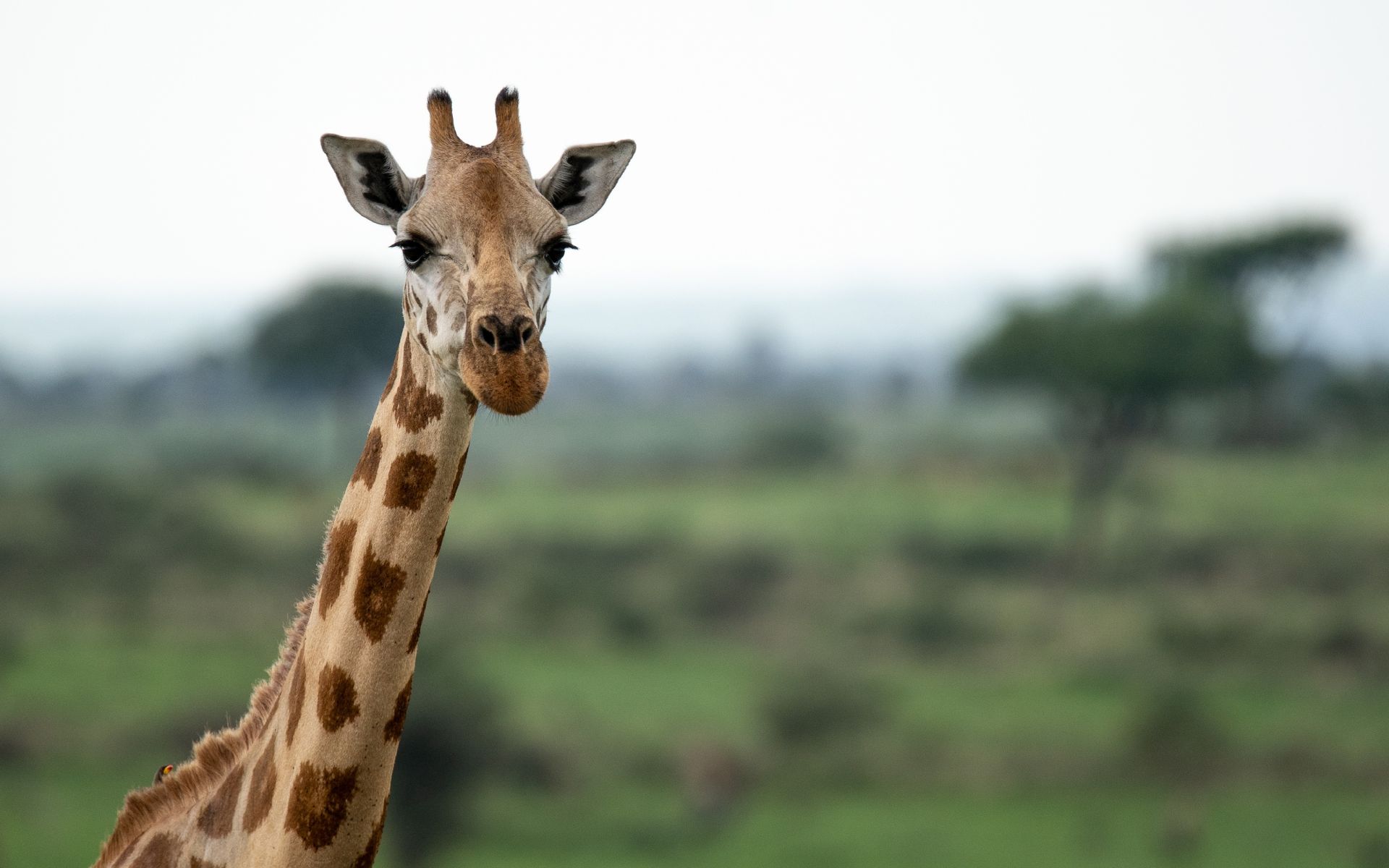 Giraffe with brown spotted pattern, looking at the camera, in a grassy savanna.