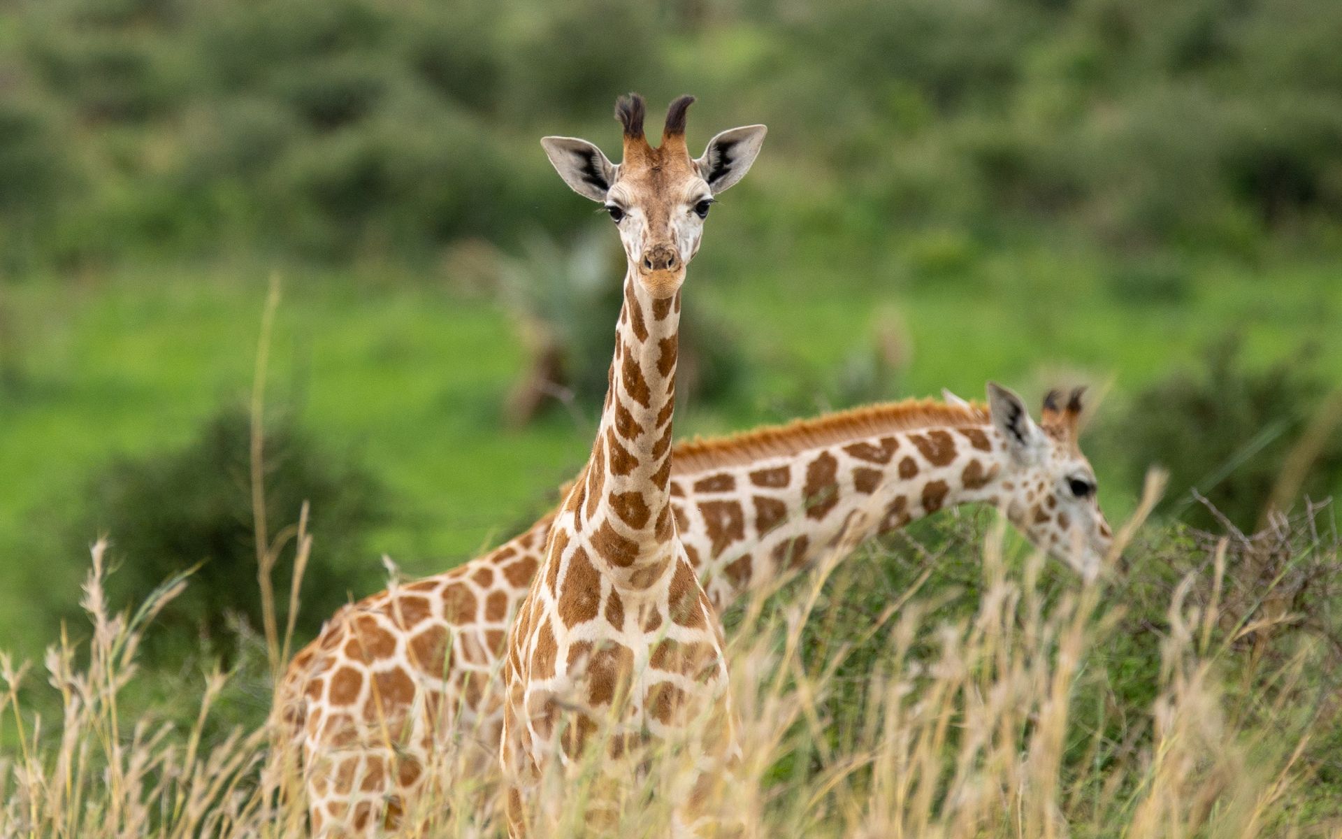 Samburu National Park