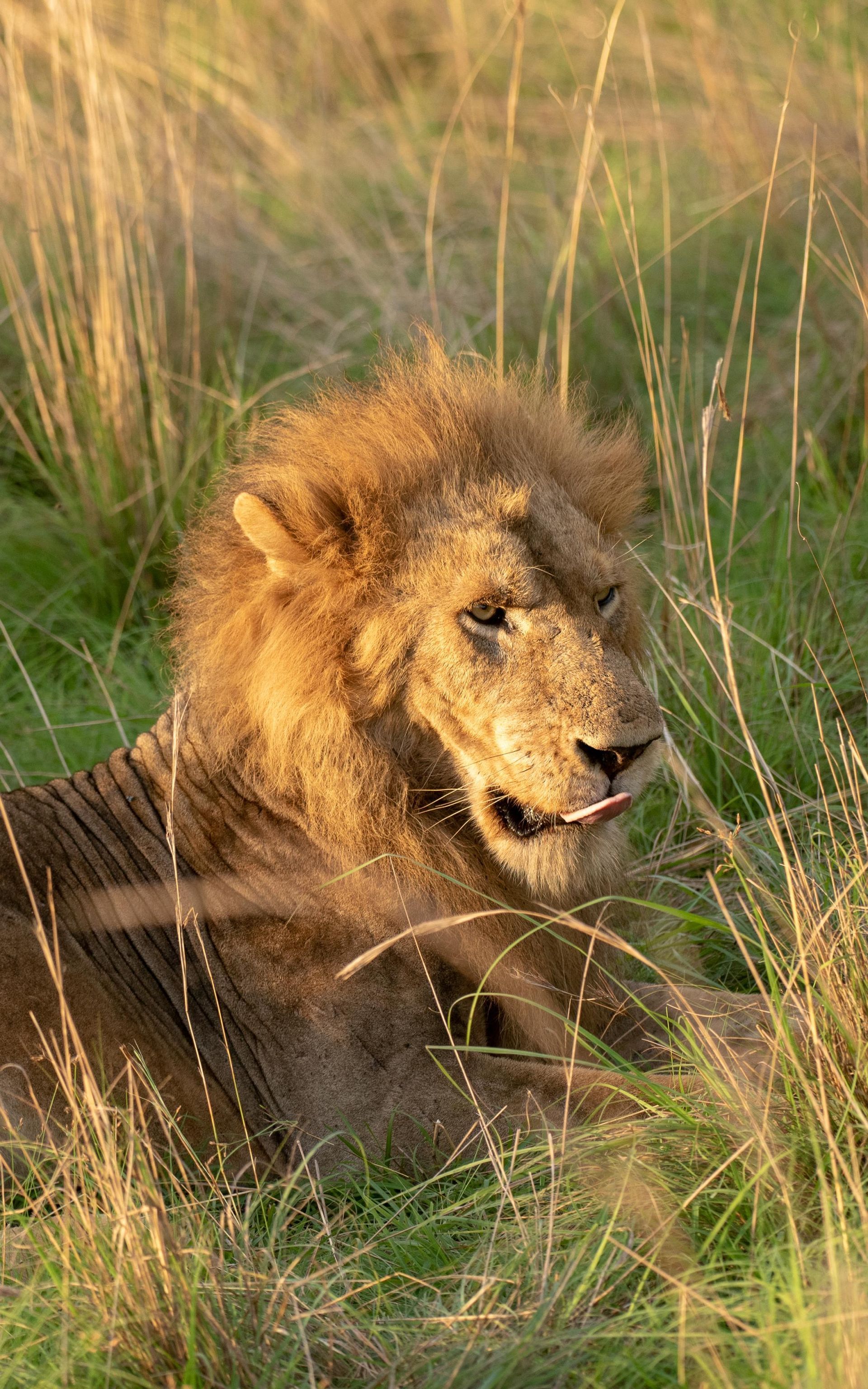 Lion resting in tall grass, golden sunlight.
