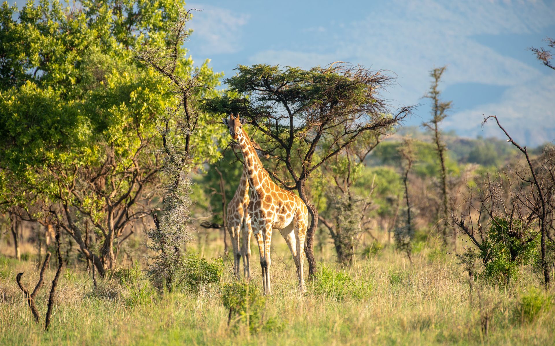 Giraffe standing in a grassy field with trees, bathed in sunlight.