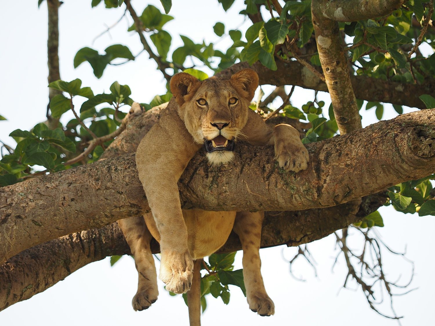 Lion resting in a tree, eyes open, in a natural setting.