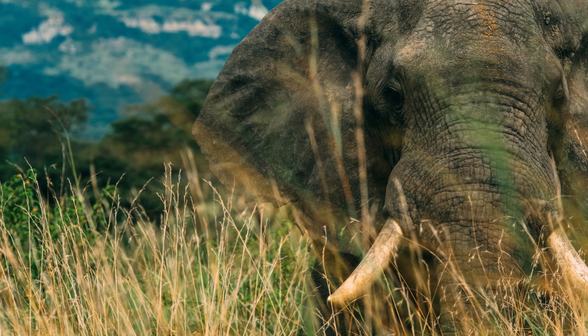 Elephant in tall grass with green hills in the background.
