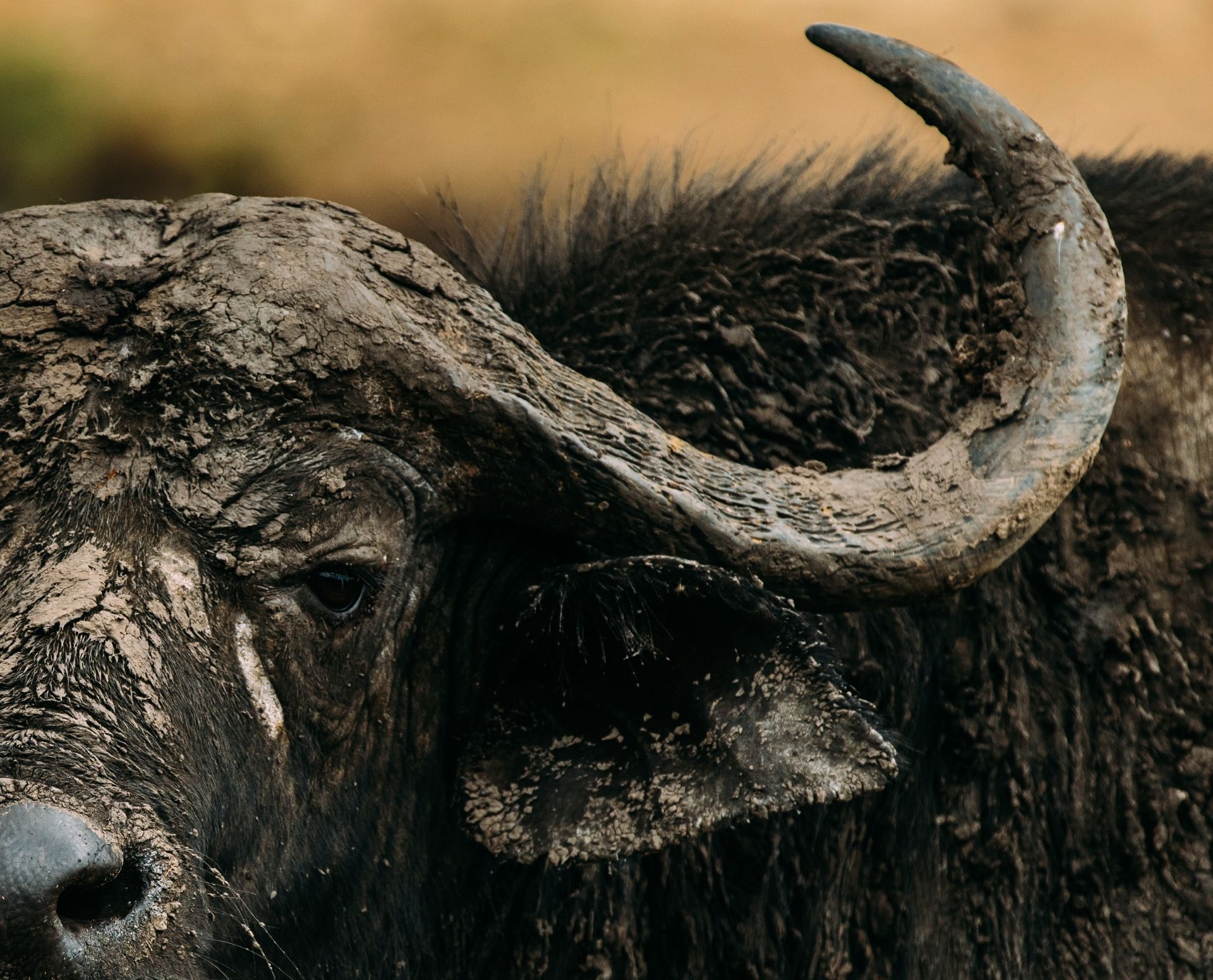 Close-up of a muddy African buffalo with large, curved horns and dark fur.