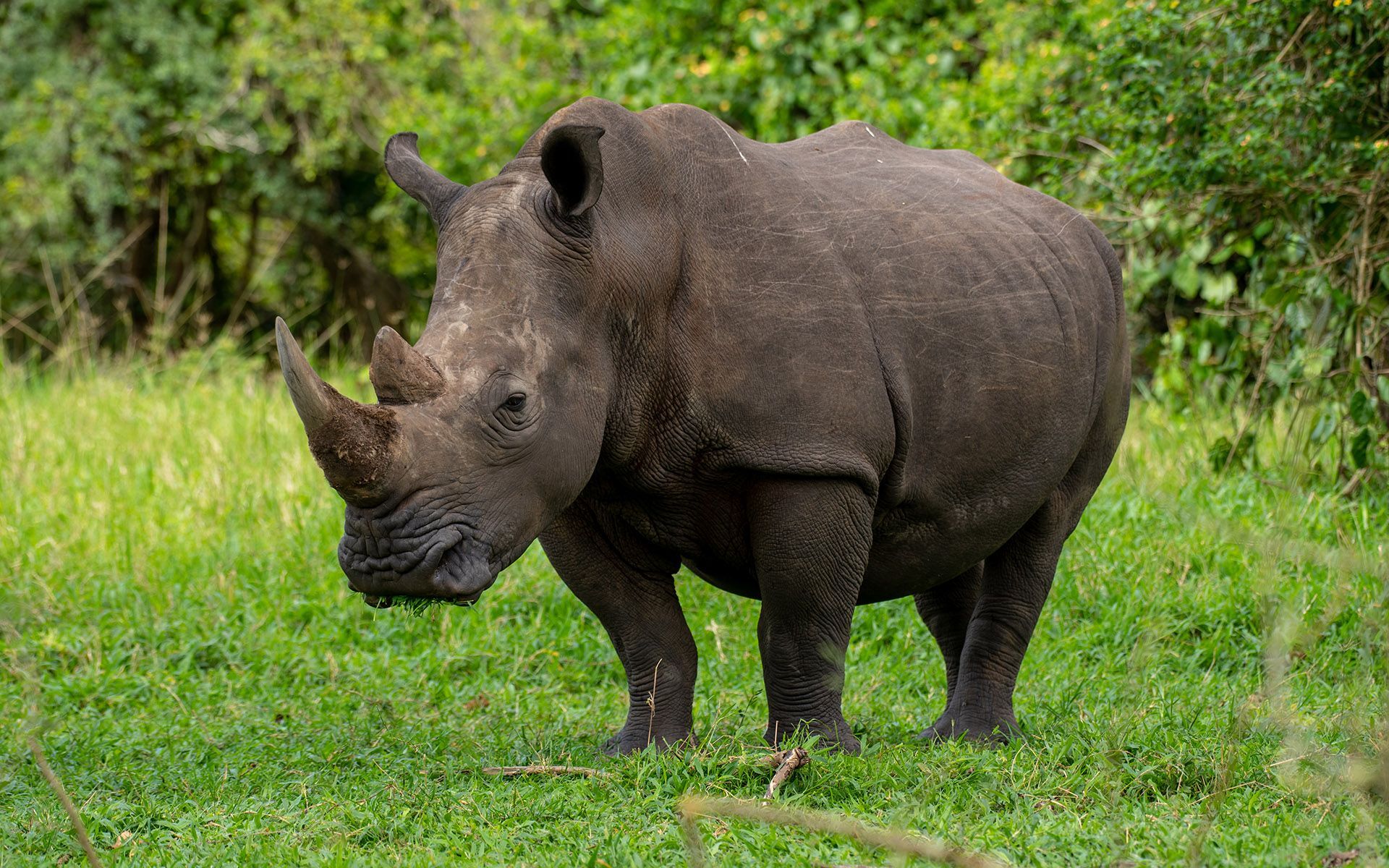 A rhinoceros stands in a grassy field, surrounded by green trees.