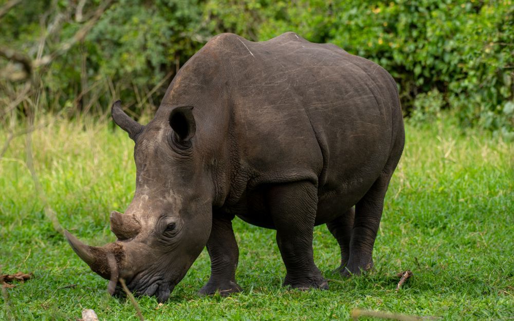 Black rhinoceros grazing in grassy field.