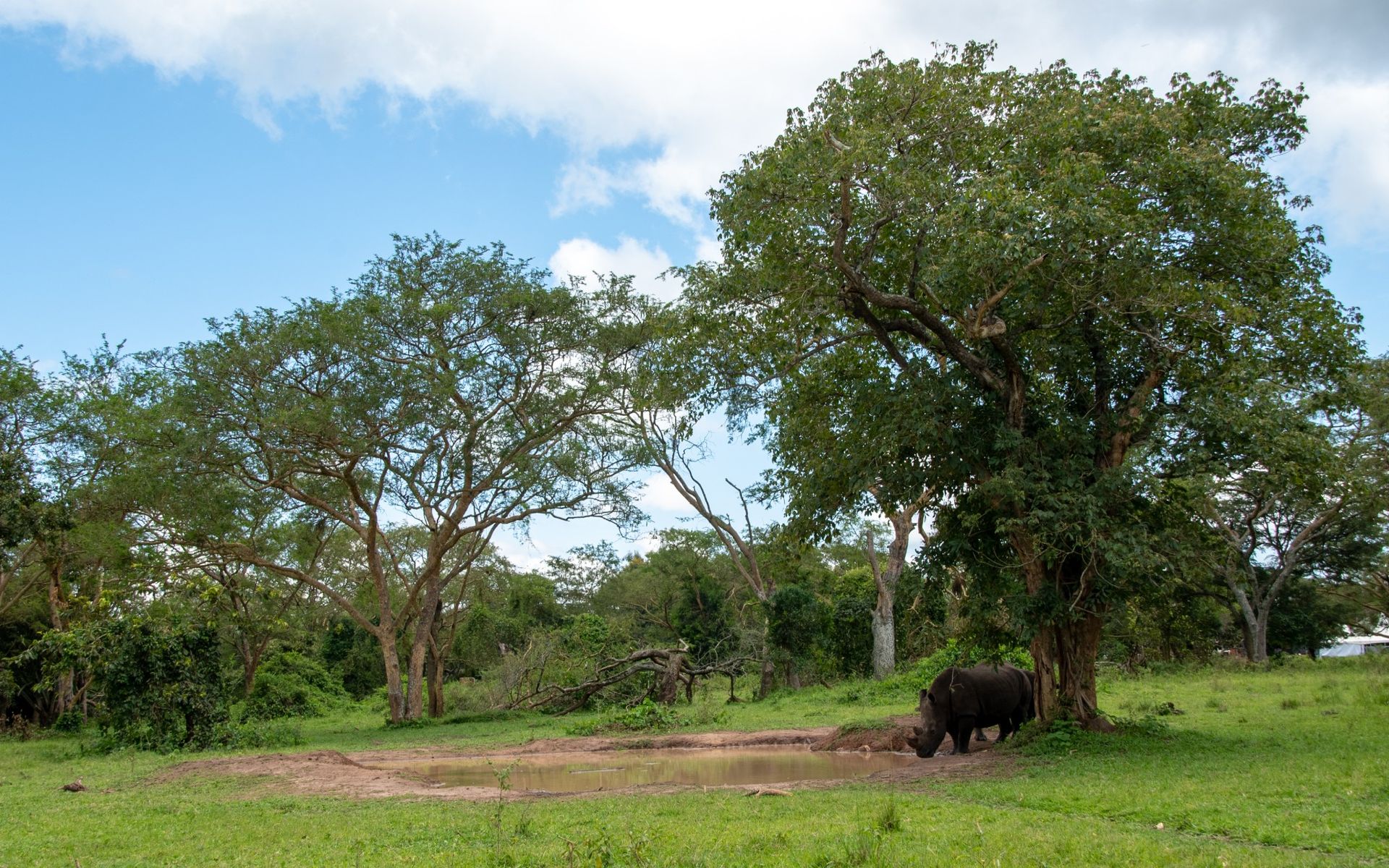 Rhino grazing under a large tree in a grassy field with trees and a blue sky in the background.
