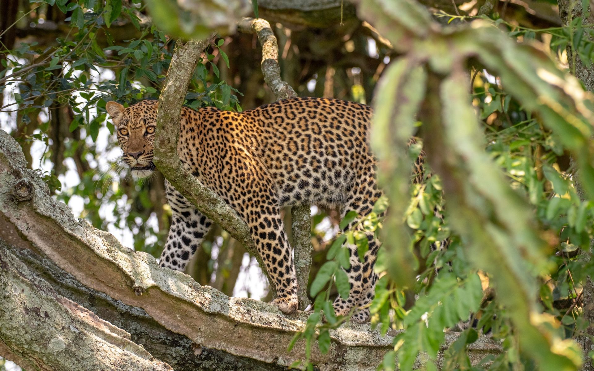Nyerere National Park