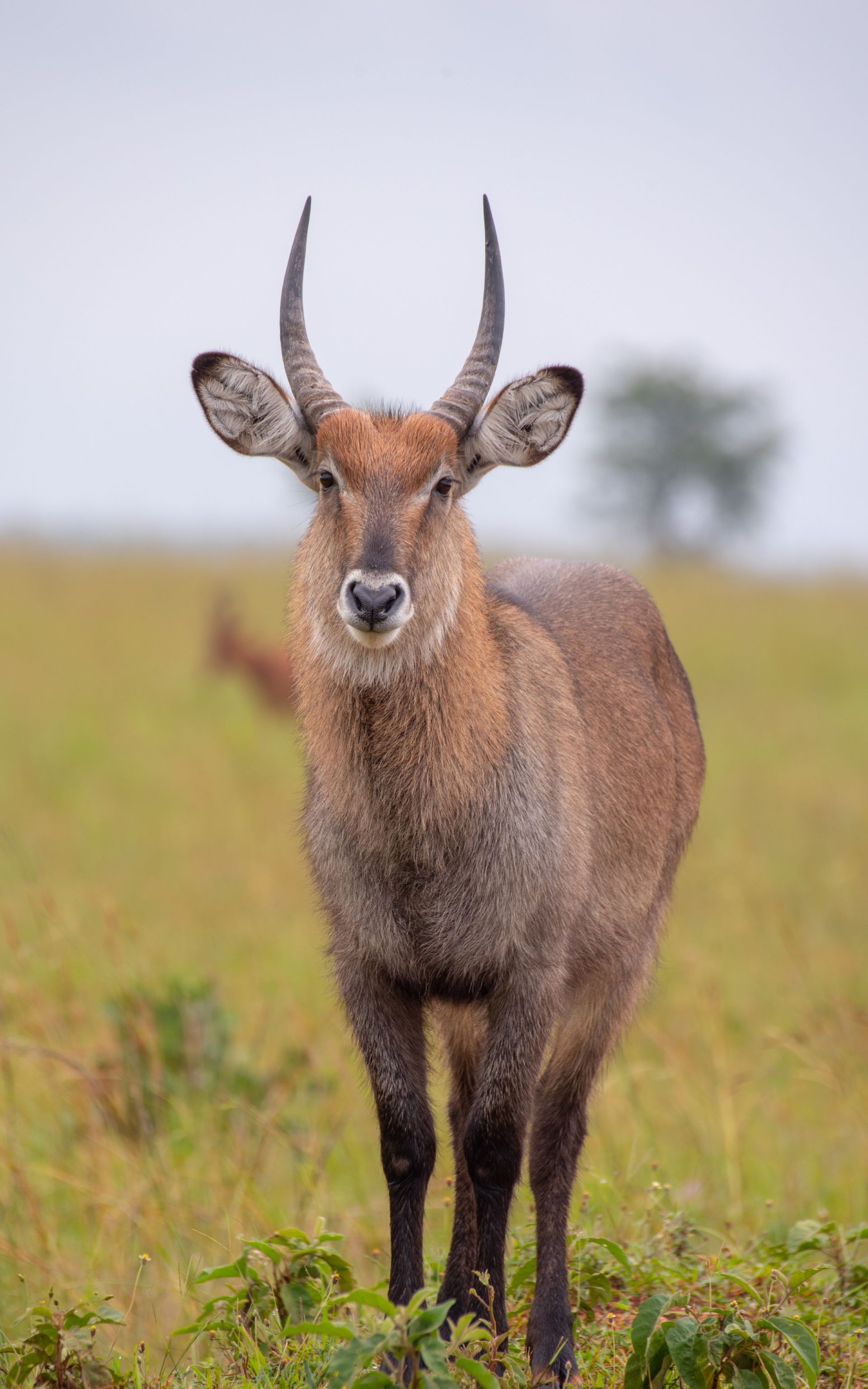 Waterbuck with curved horns stands in a grassy field. Overcast sky.