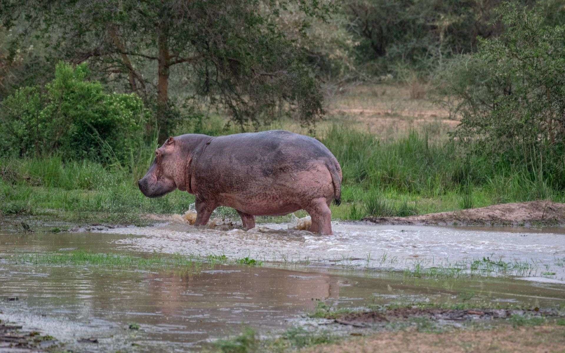 Hippopotamus wading through muddy water in a grassy, green landscape.