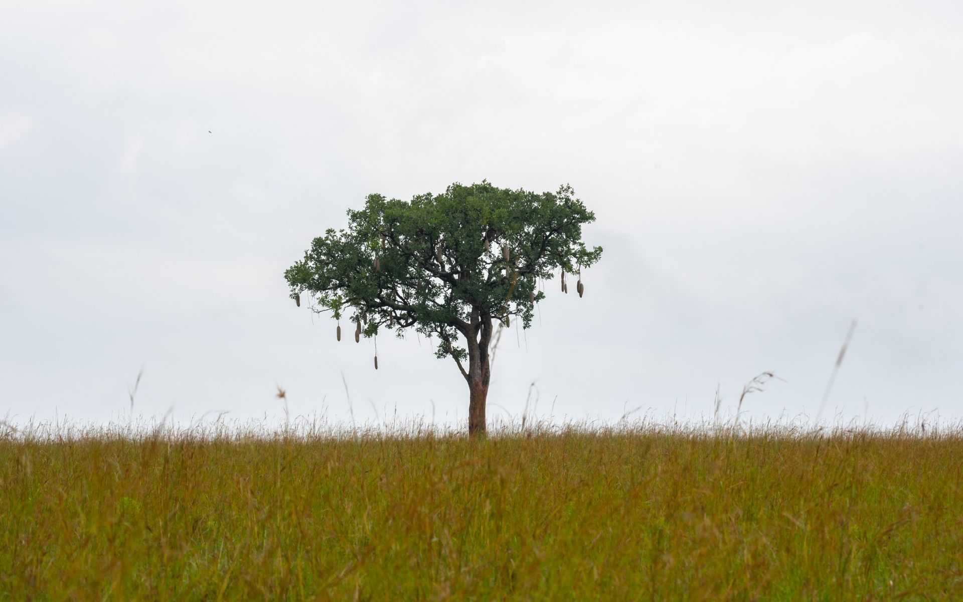 Tree in grassy field under cloudy sky.