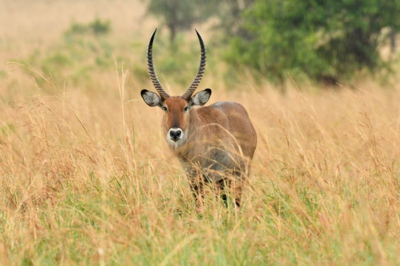 Waterbuck with long, curved horns stands in tall, golden grass.