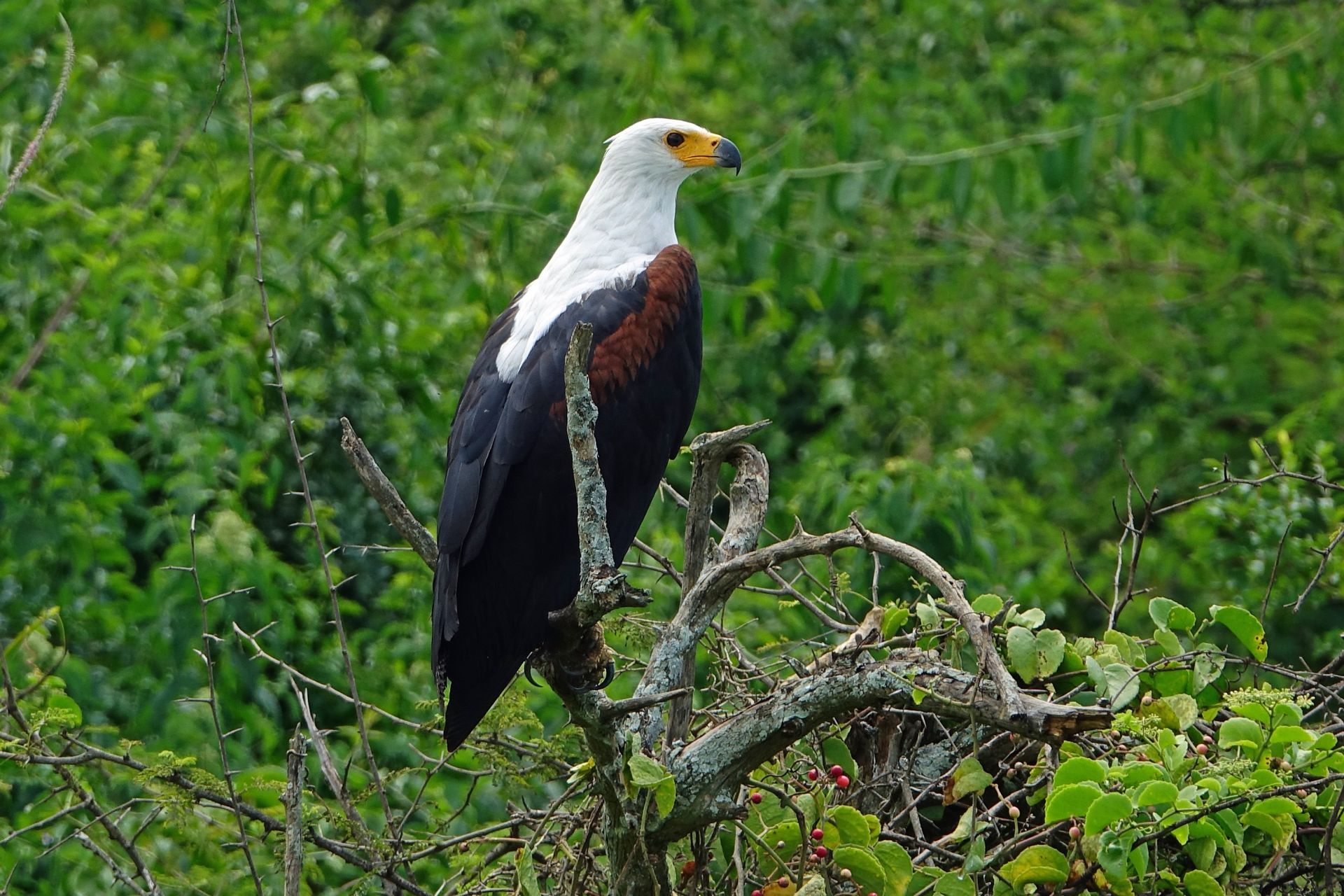 African fish eagle perched on a branch, with white head, brown chest, and black wings, surrounded by green foliage.