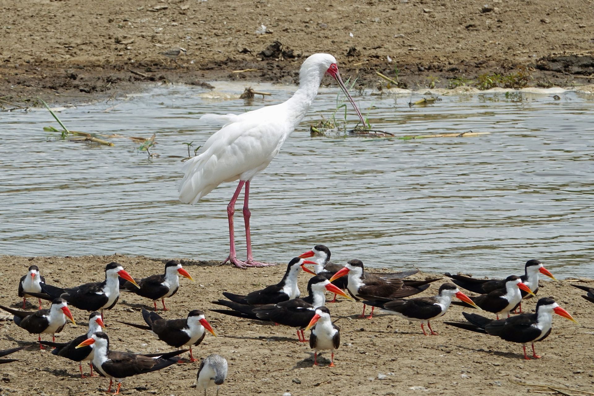 White bird with red face and legs stands tall, overlooking a group of black skimmers with red and black bills near water.