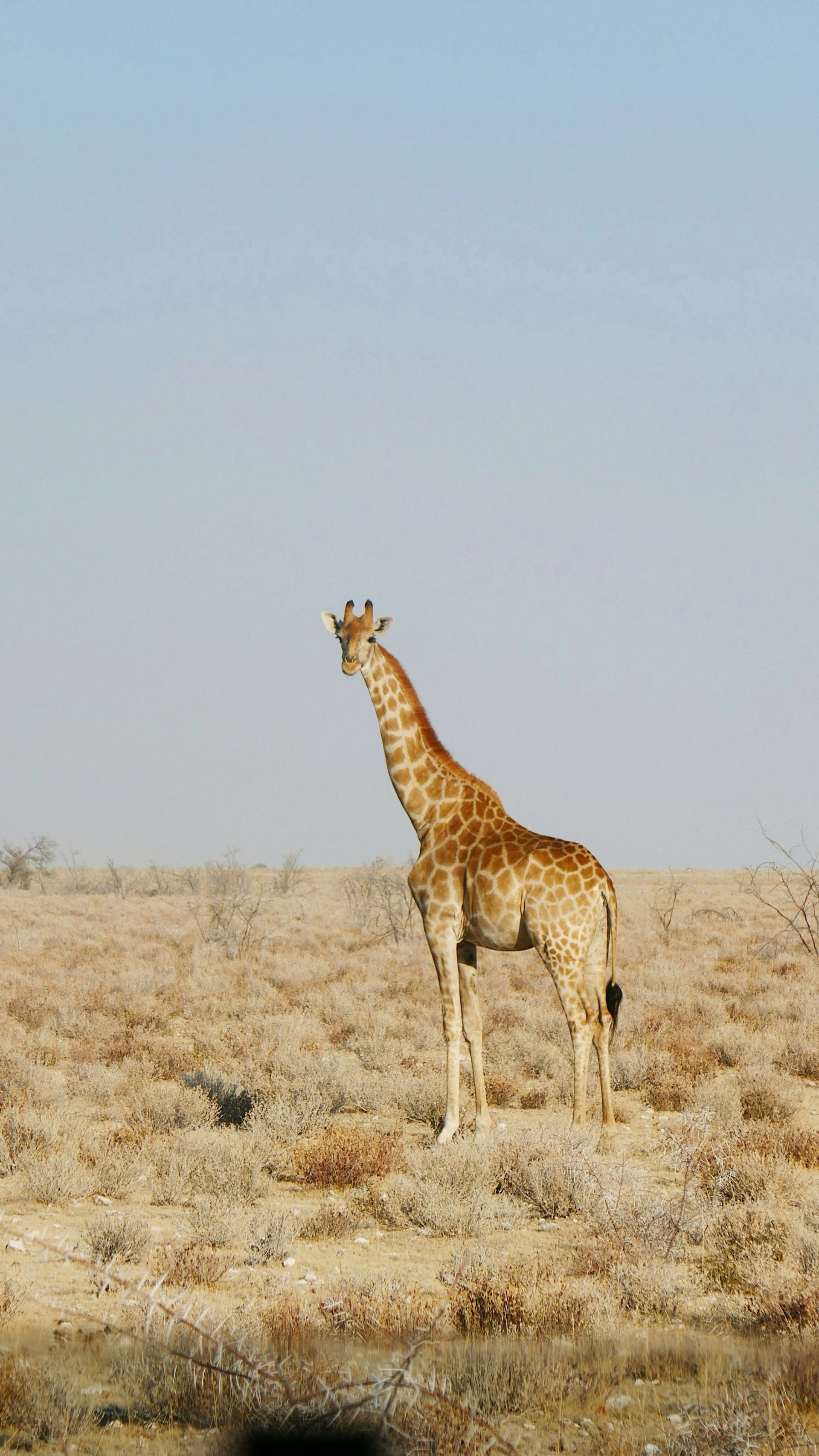 Girafee standing in the field