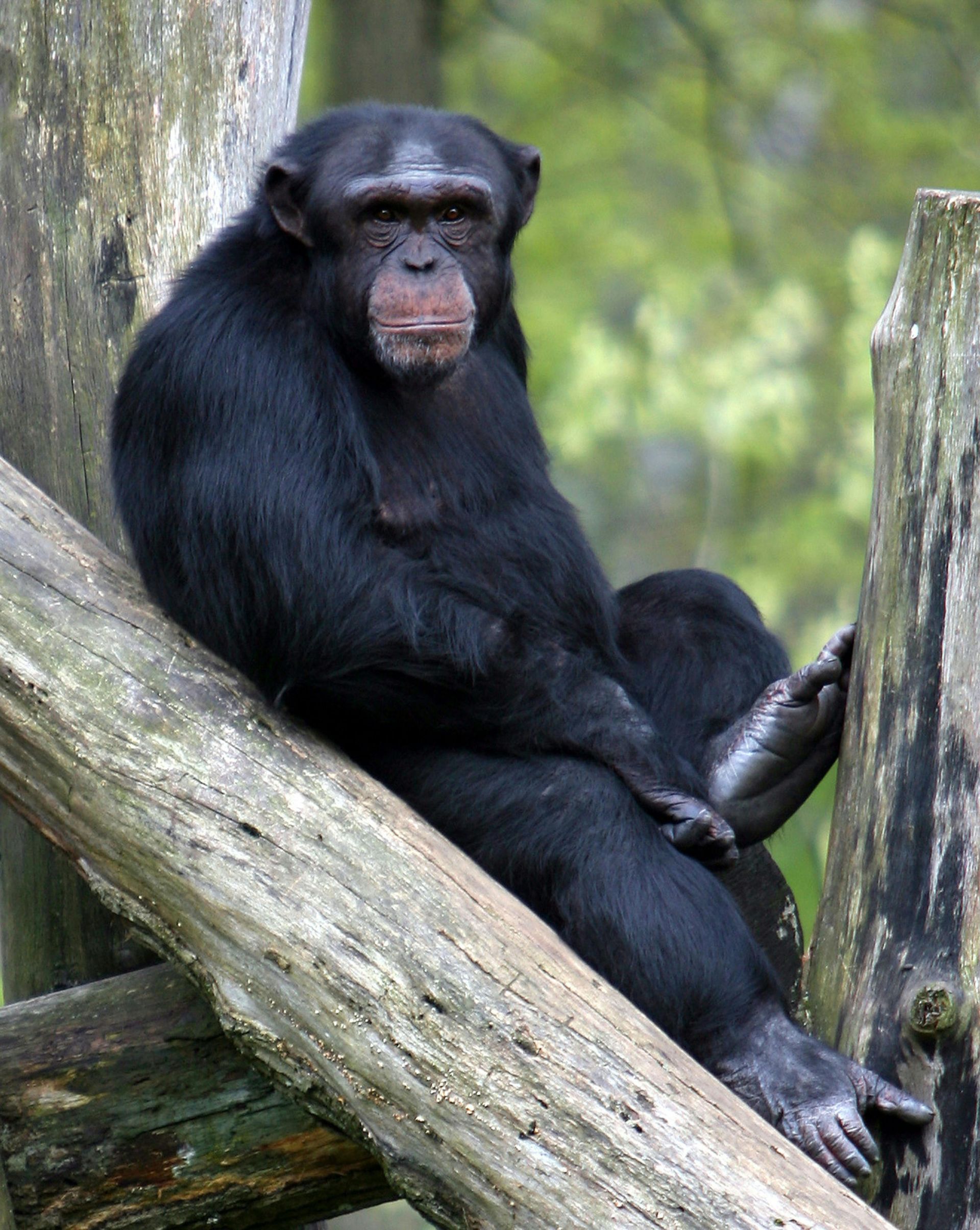 Chimpanzee sitting on a log, looking forward with a neutral expression. Black fur, gray face, green background.