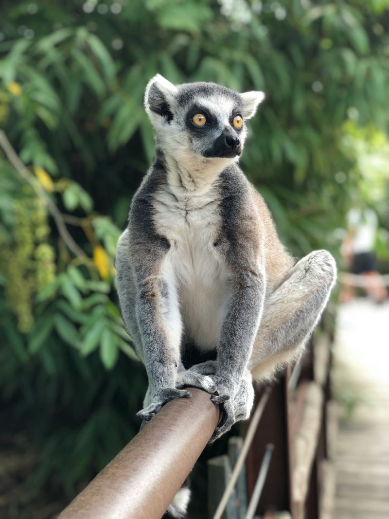 Ring-tailed lemur perched on a wooden rail, looking alertly to the right. Light gray fur, black and white banded tail.