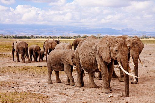 Herd of elephants in a dry, open savanna. Several adults with large tusks, some young, distant hills in background.