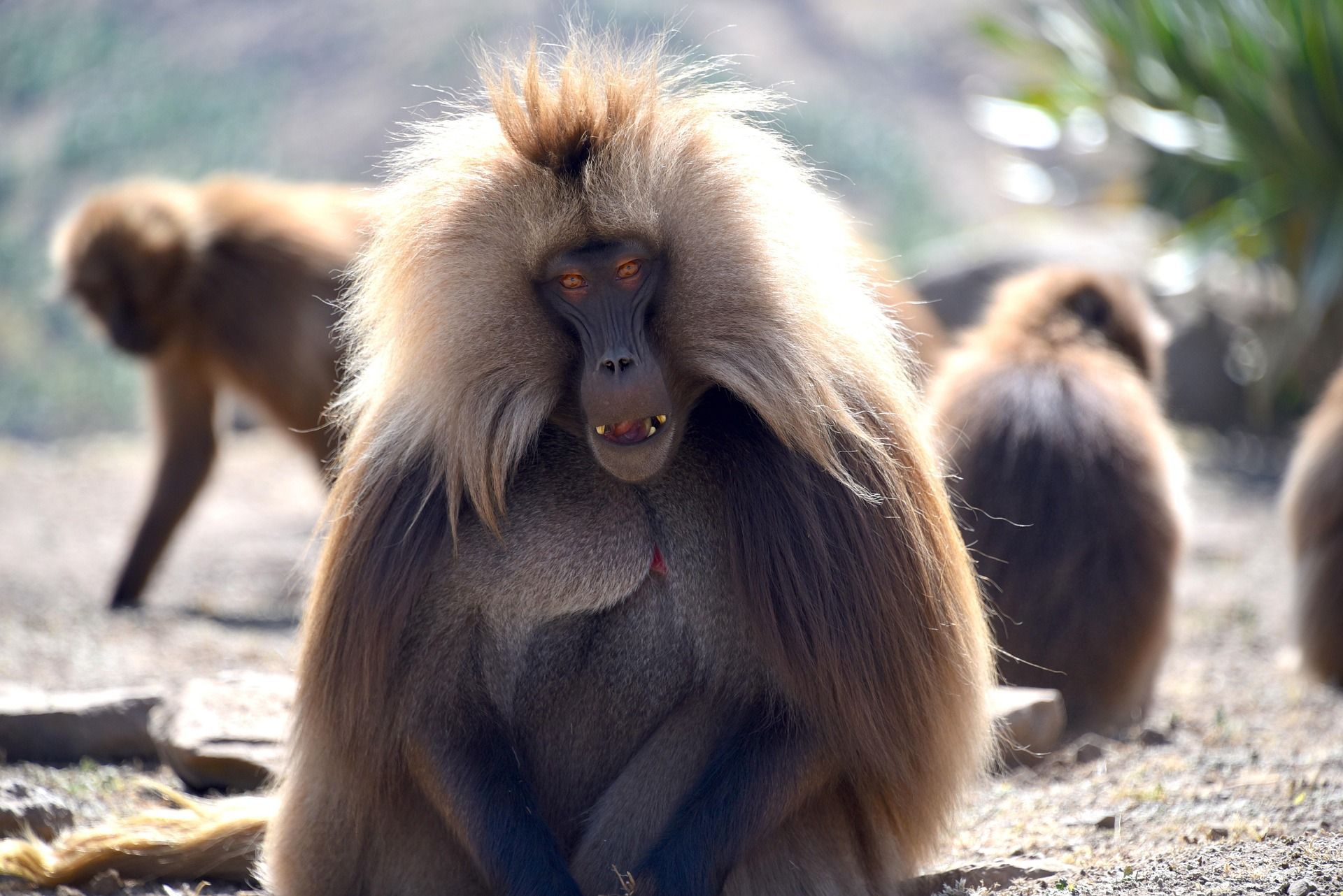 Gelada monkey with a large mane and teeth visible, surrounded by other monkeys on the ground.