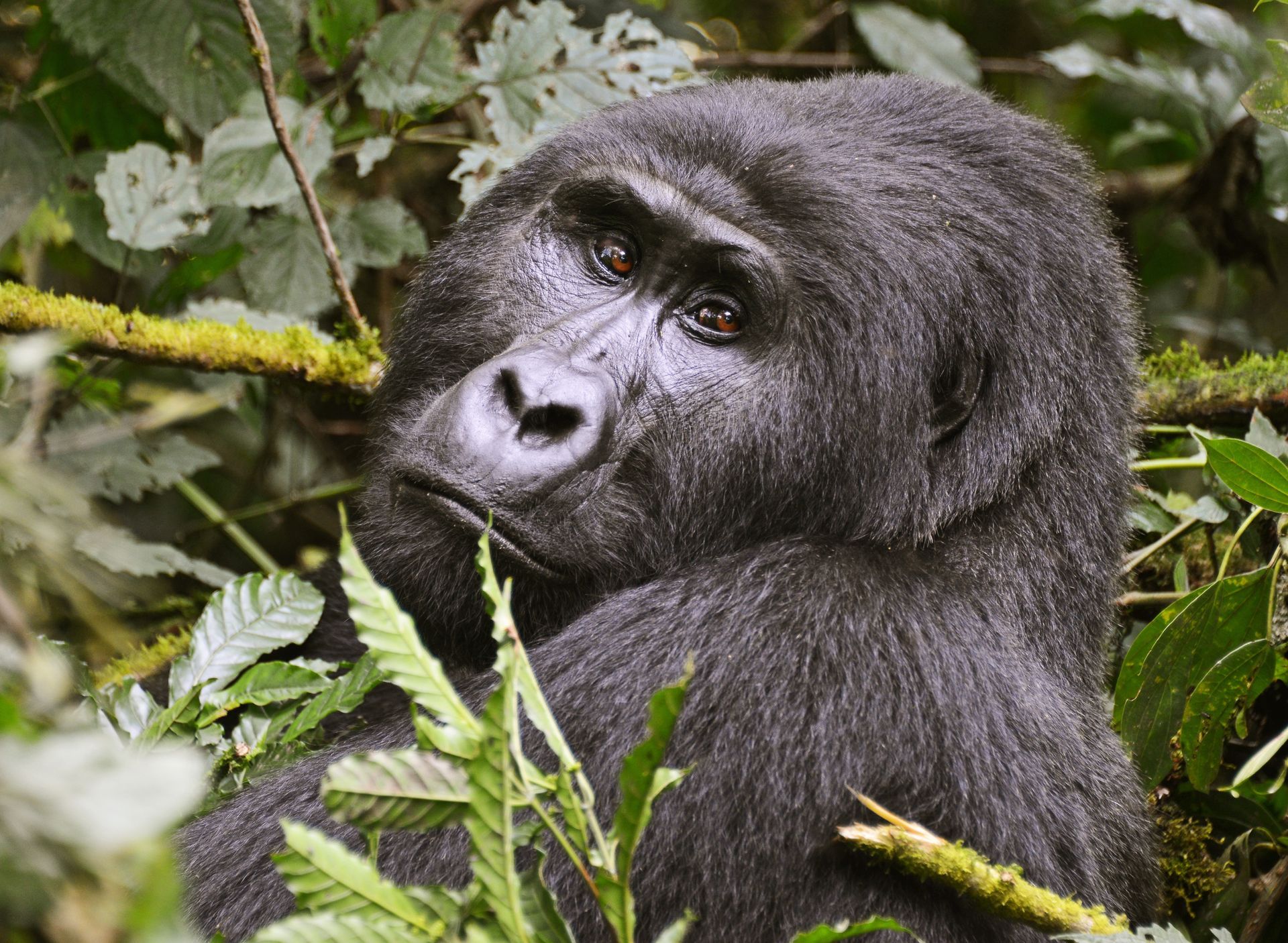 Silverback gorilla resting in lush green foliage.