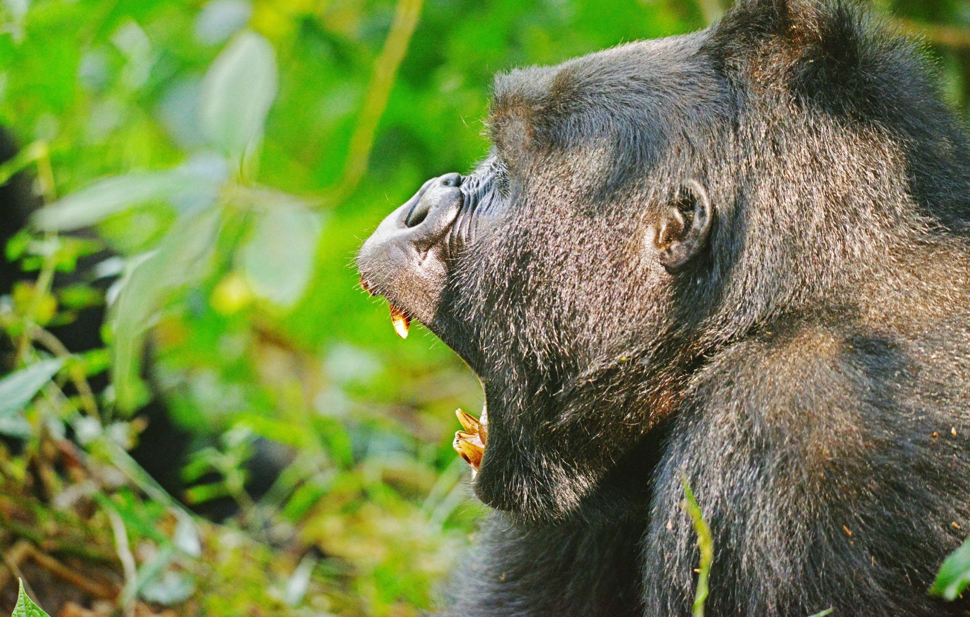 Gorilla in a green forest, yawning.
