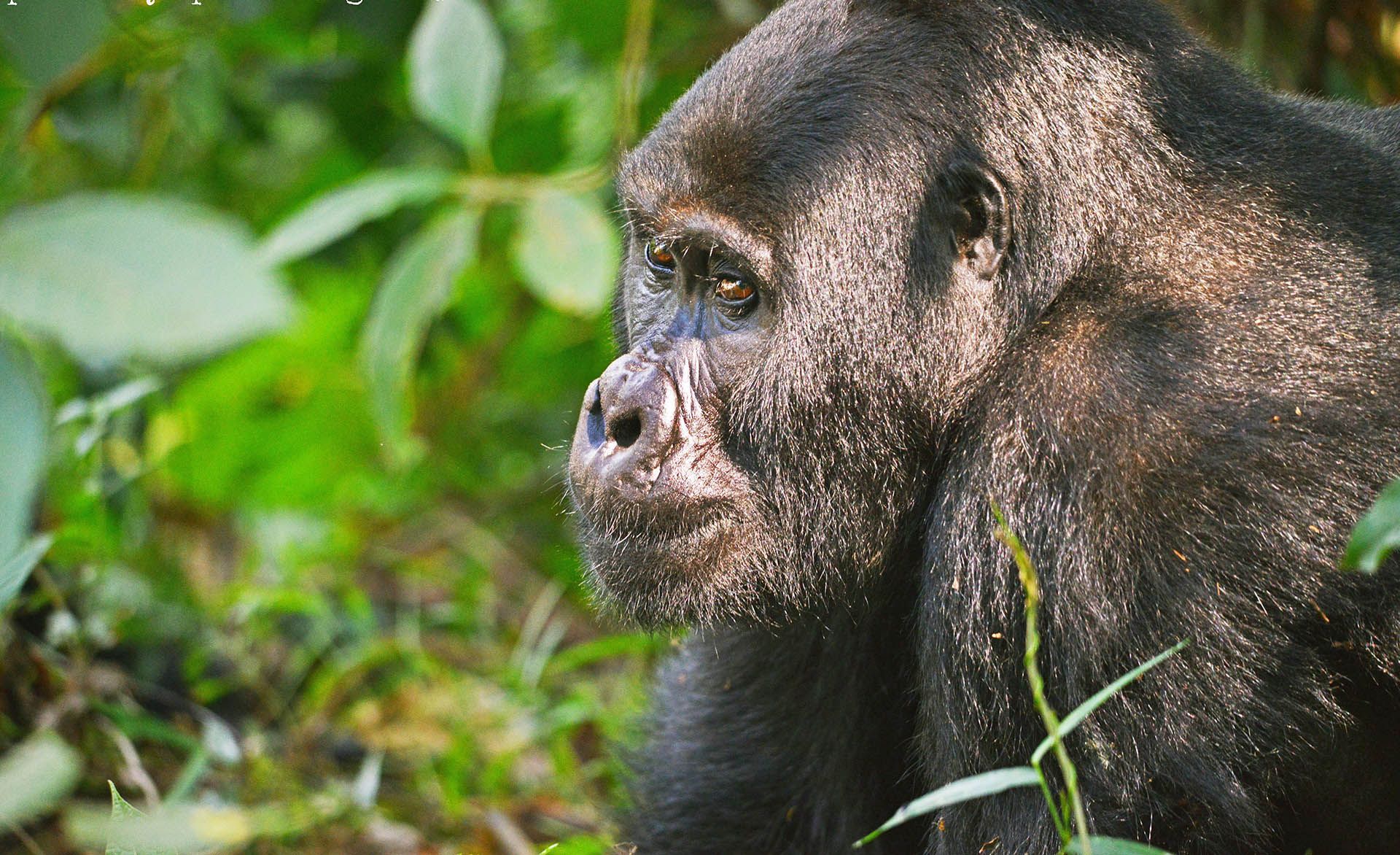 Gorilla in a forest, dark fur, side profile, looking alert, green foliage background.