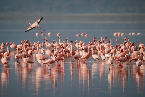 A flock of pink flamingos in a lake, with one taking flight; calm, reflective water.