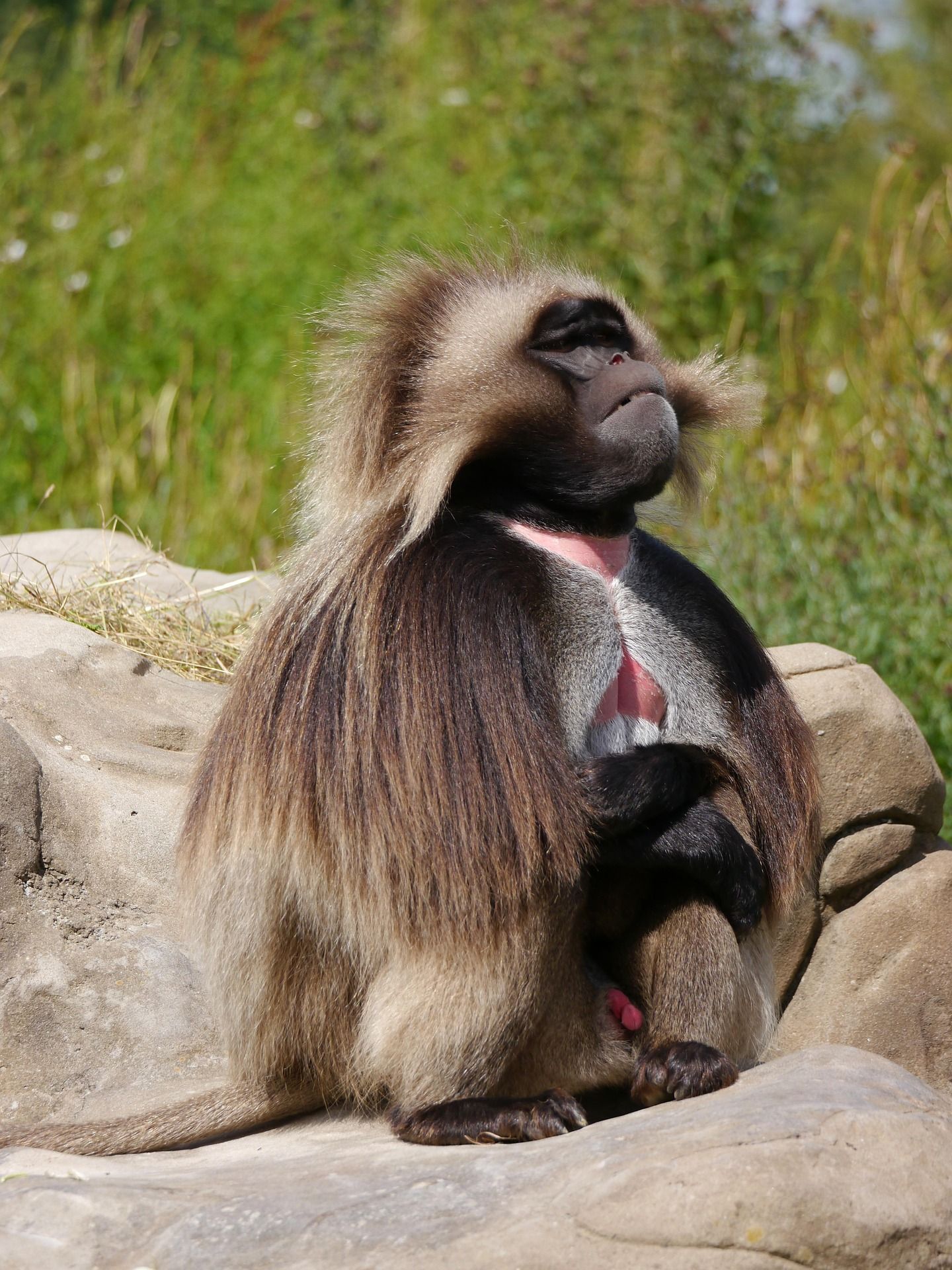 Gelada baboon sitting on a rock, looking to the side. Has long brown fur, red chest patch, and relaxed expression.