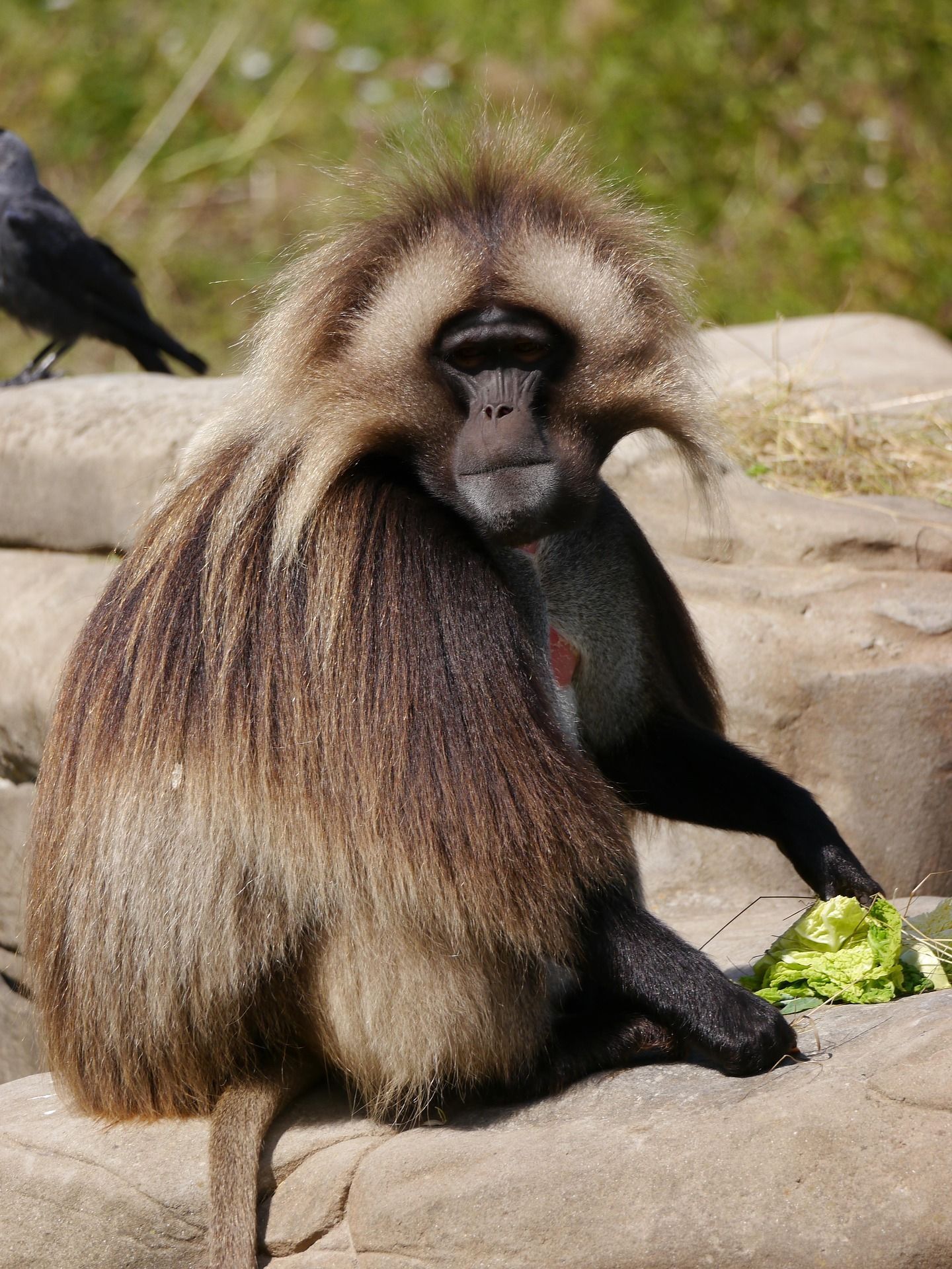 Gelada baboon sitting on rock, eating lettuce. Brown shaggy fur, tan crest. Dark face.