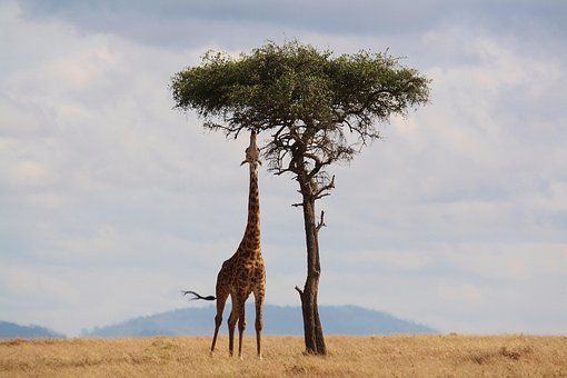 Giraffe eating from a tree in a savanna landscape.