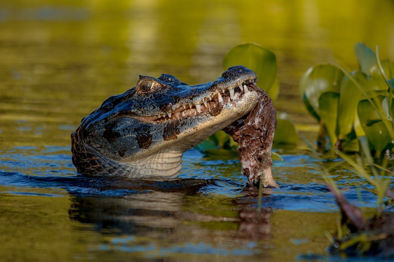 Caiman with a dark, unidentified object in its jaws, in murky water near green plants.