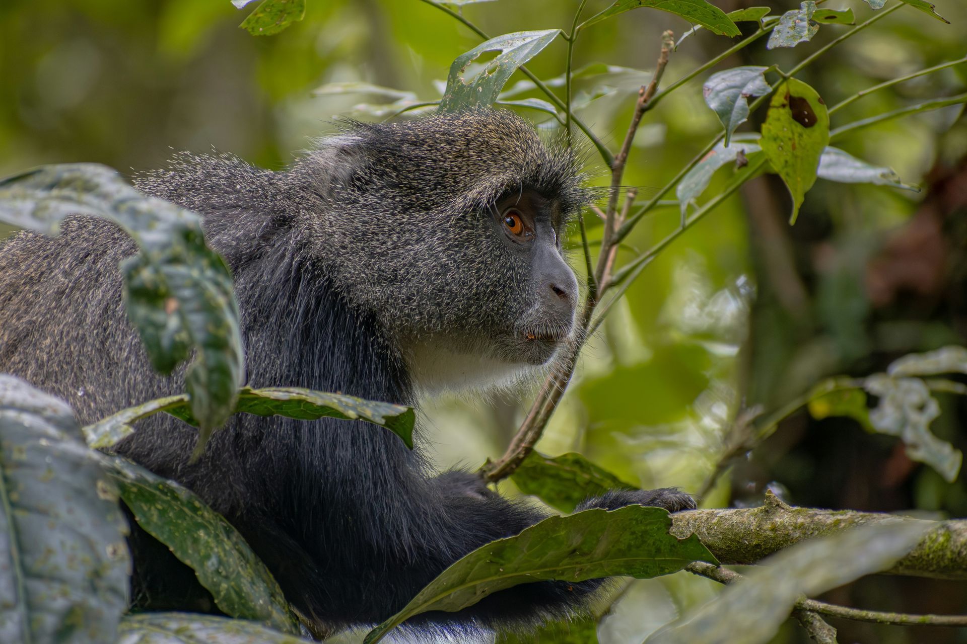 Kilimanjaro National Park