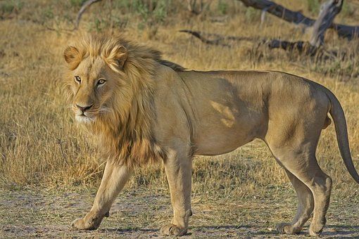 Lion walking, tawny fur, shaggy mane, outdoors in grassy field.