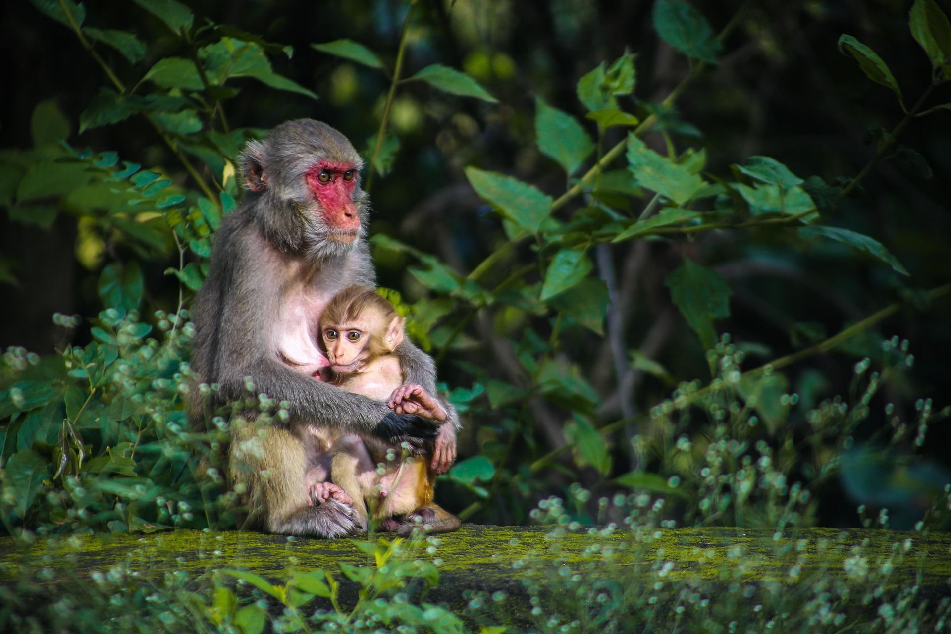 Monkey mother cradles baby in a lush green environment. Both monkeys have light brown fur and red faces.