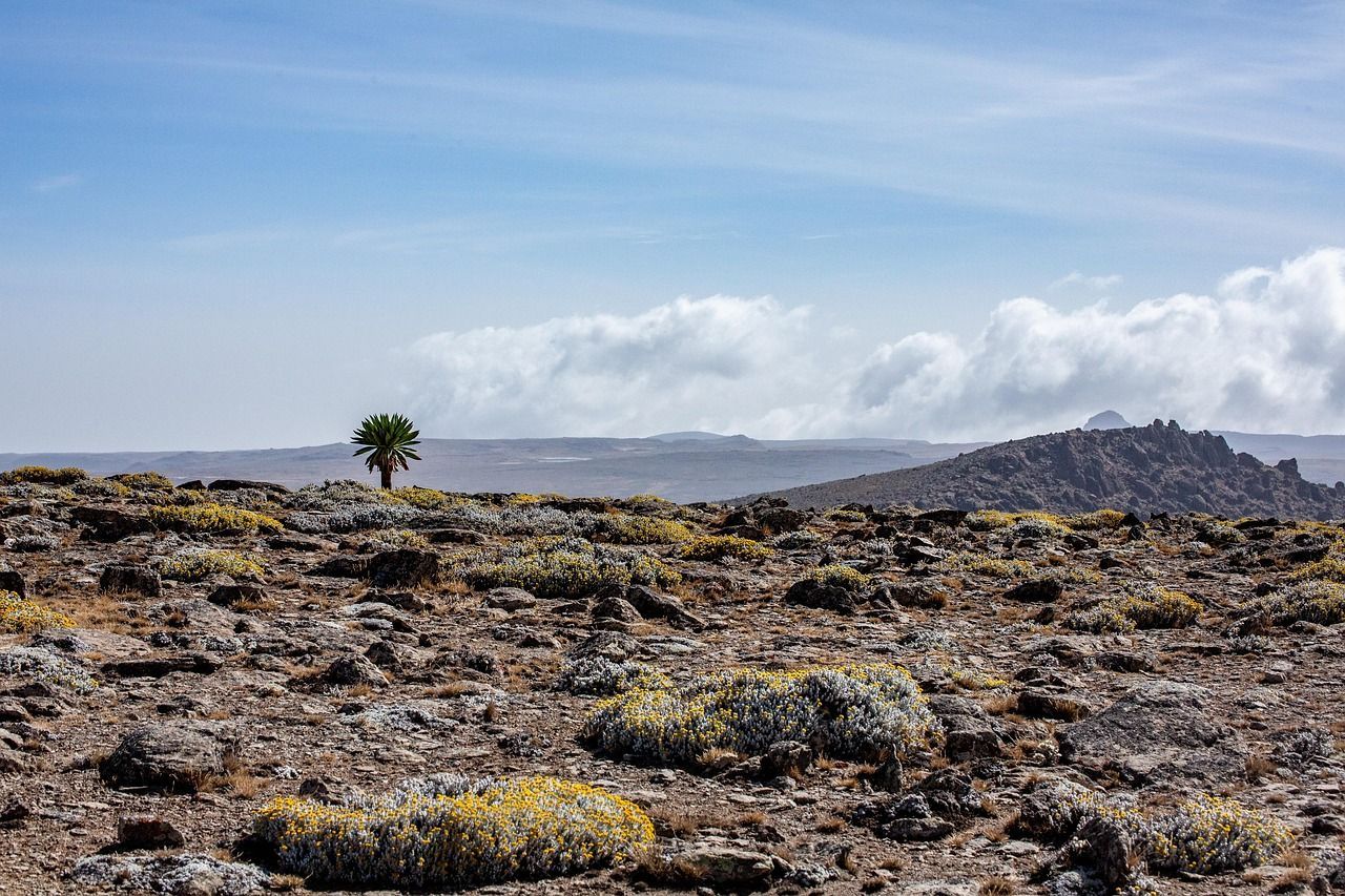 Barren landscape with small tree, low-lying brush, and distant mountain under a partly cloudy sky.