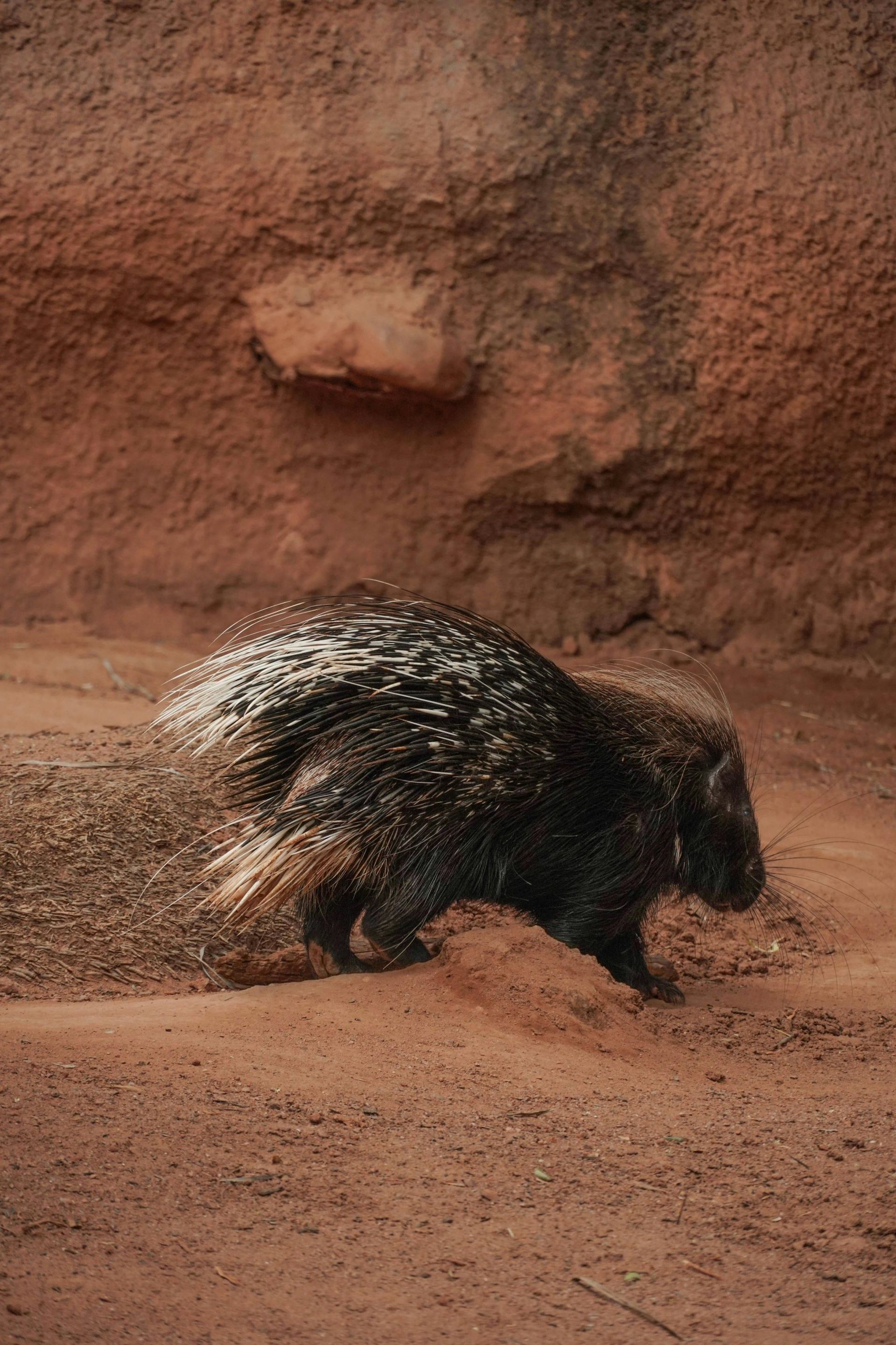 Porcupine walks along reddish-brown dirt against a textured backdrop.