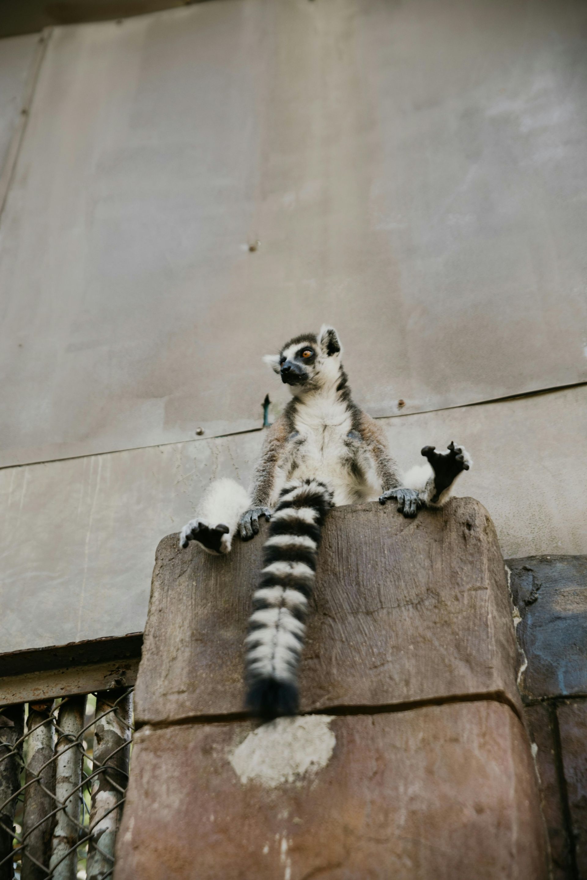 Ring-tailed lemur sits on a stone structure, striped tail hanging down; against a gray wall.