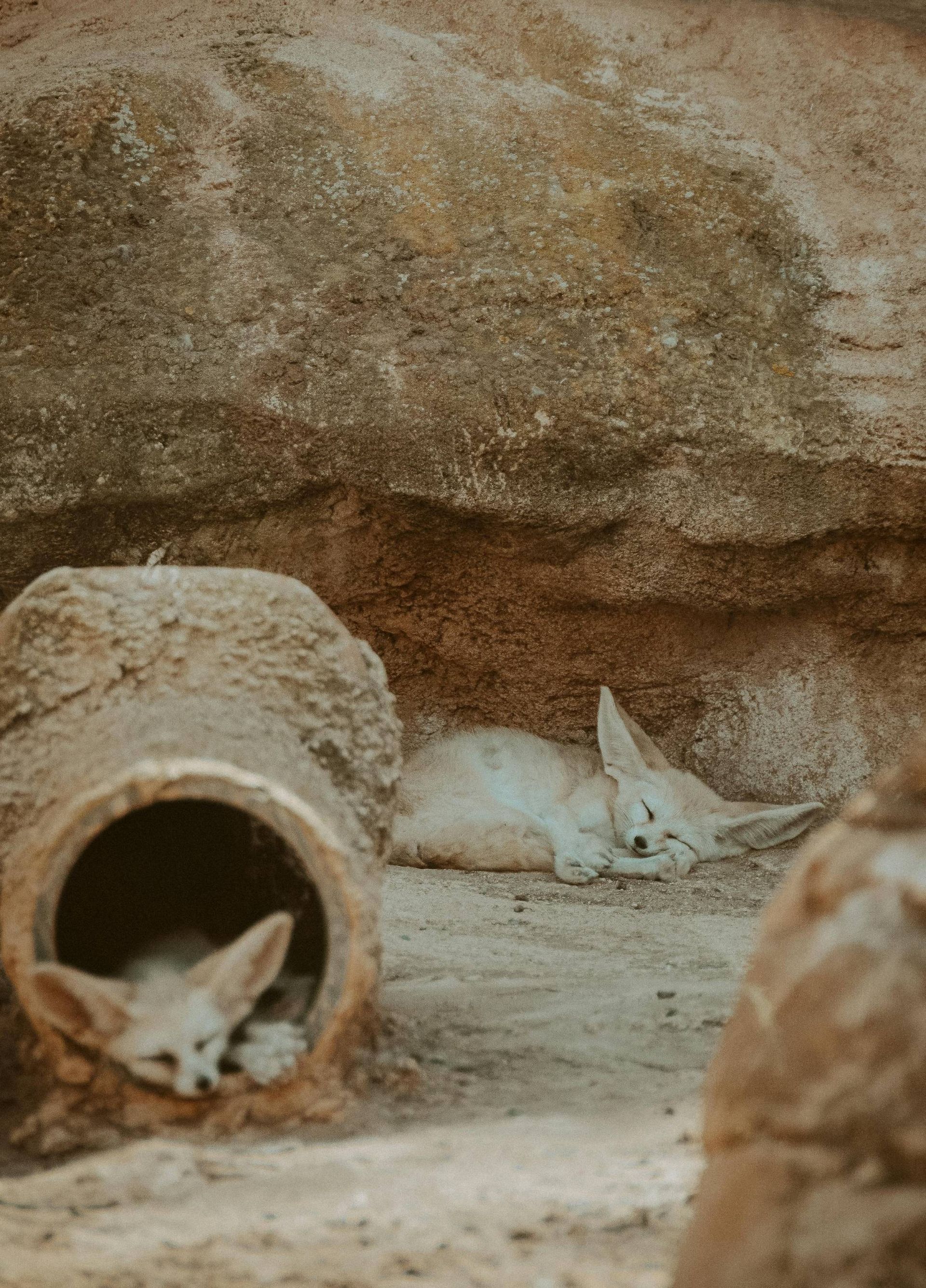 Two Fennec foxes rest in a sandy, enclosed habitat. One sleeps while another peeks out of a tunnel entrance.