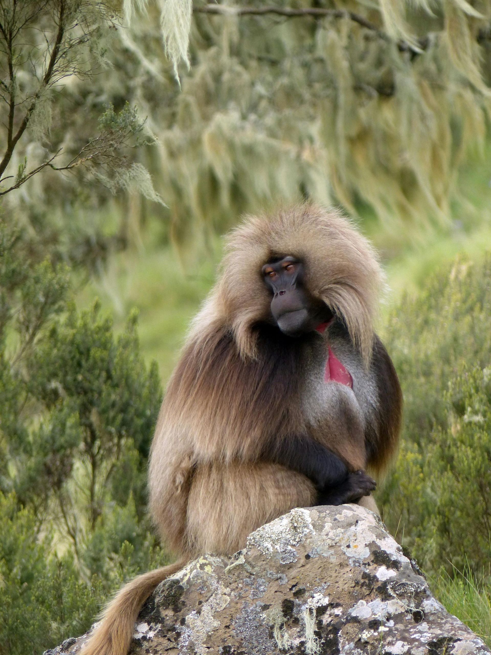 Gelada baboon sitting on a rock, scratching face, with reddish chest patch.