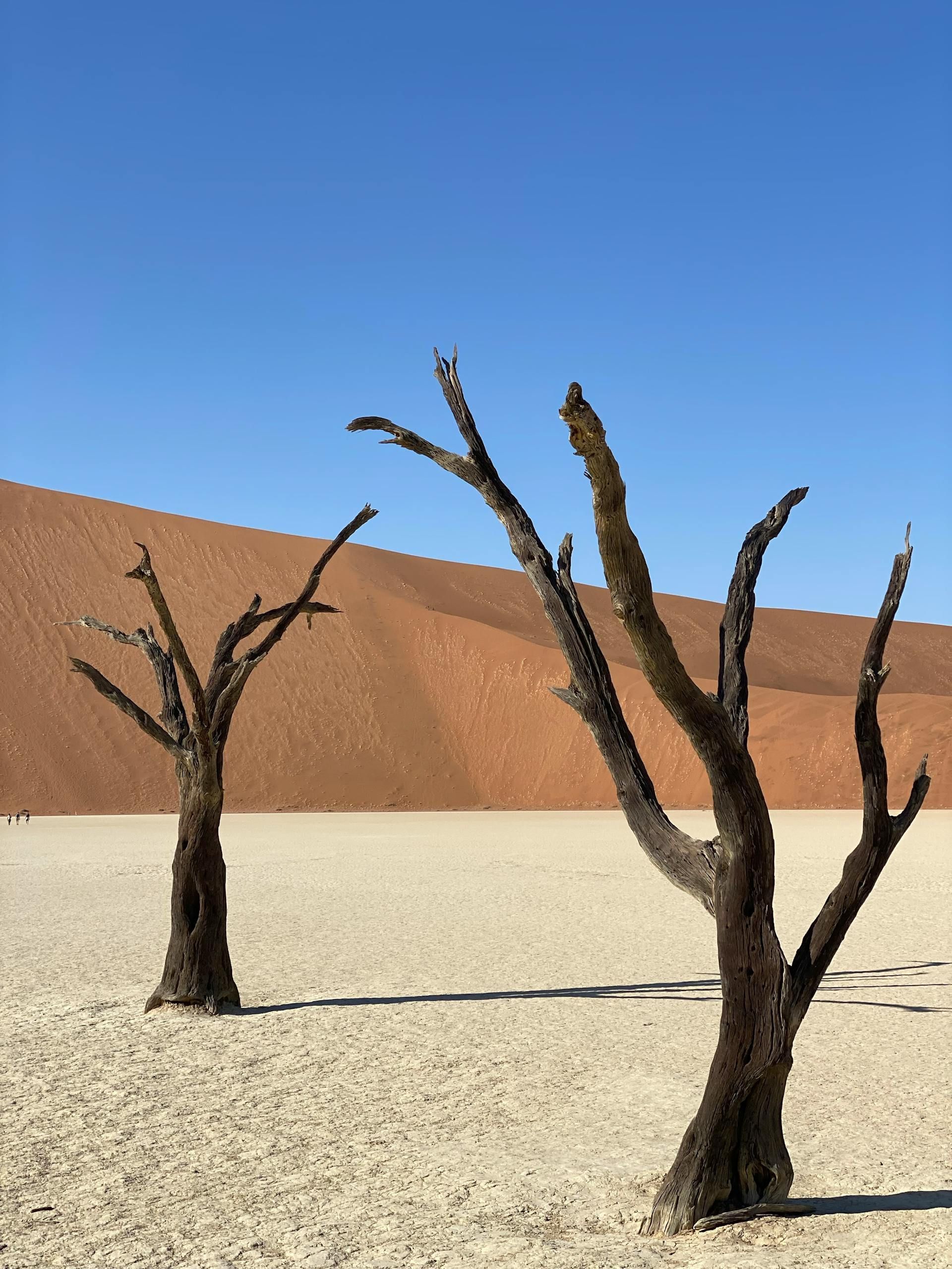 Bare, dead trees on a white, cracked desert floor with a massive orange sand dune in the background, under a blue sky.
