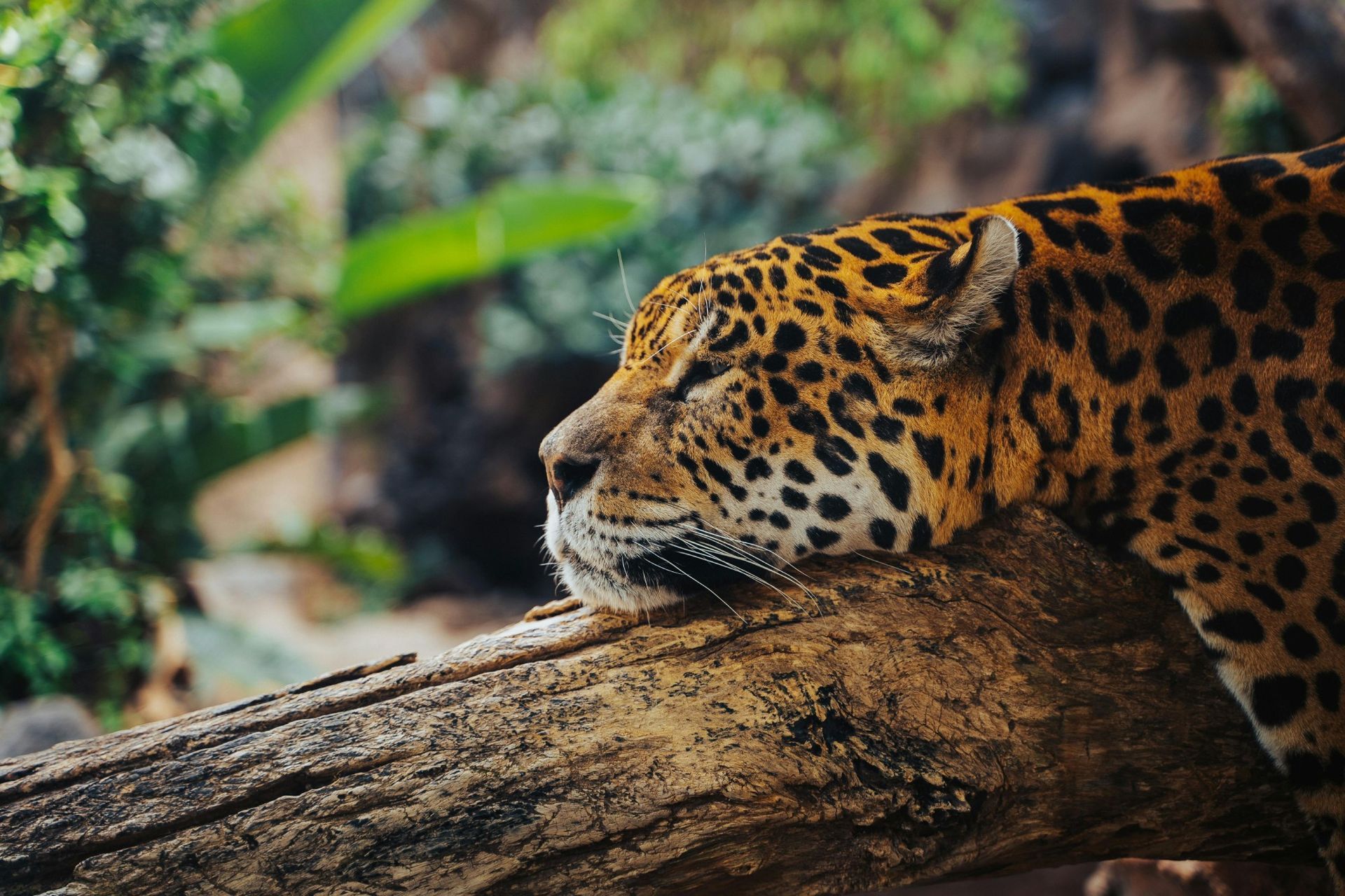 Jaguar resting on a tree branch, head down, spotted fur. Green foliage in background.