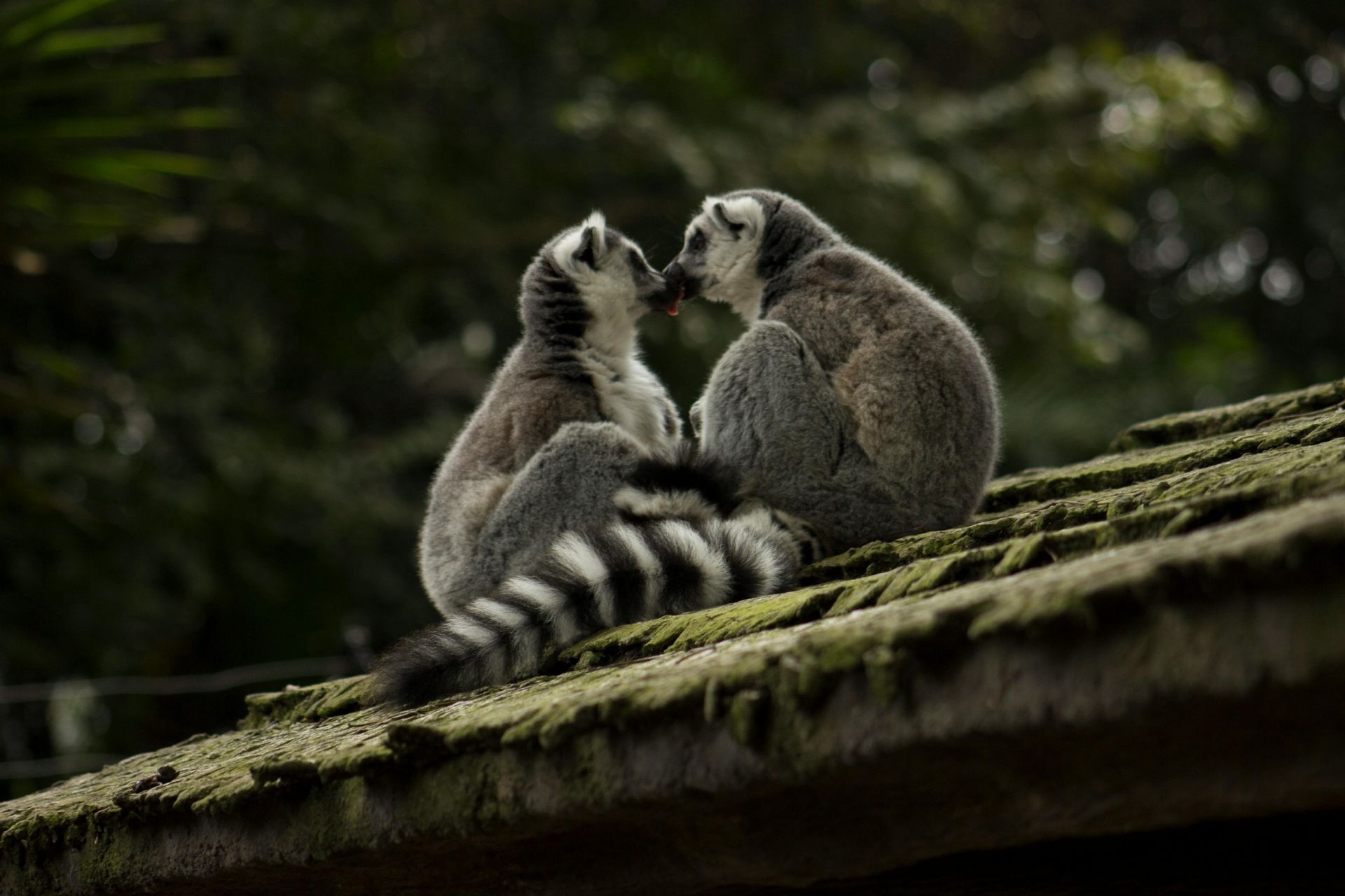 Two ring-tailed lemurs cuddling on a mossy rooftop, foreheads touching, green trees in background.