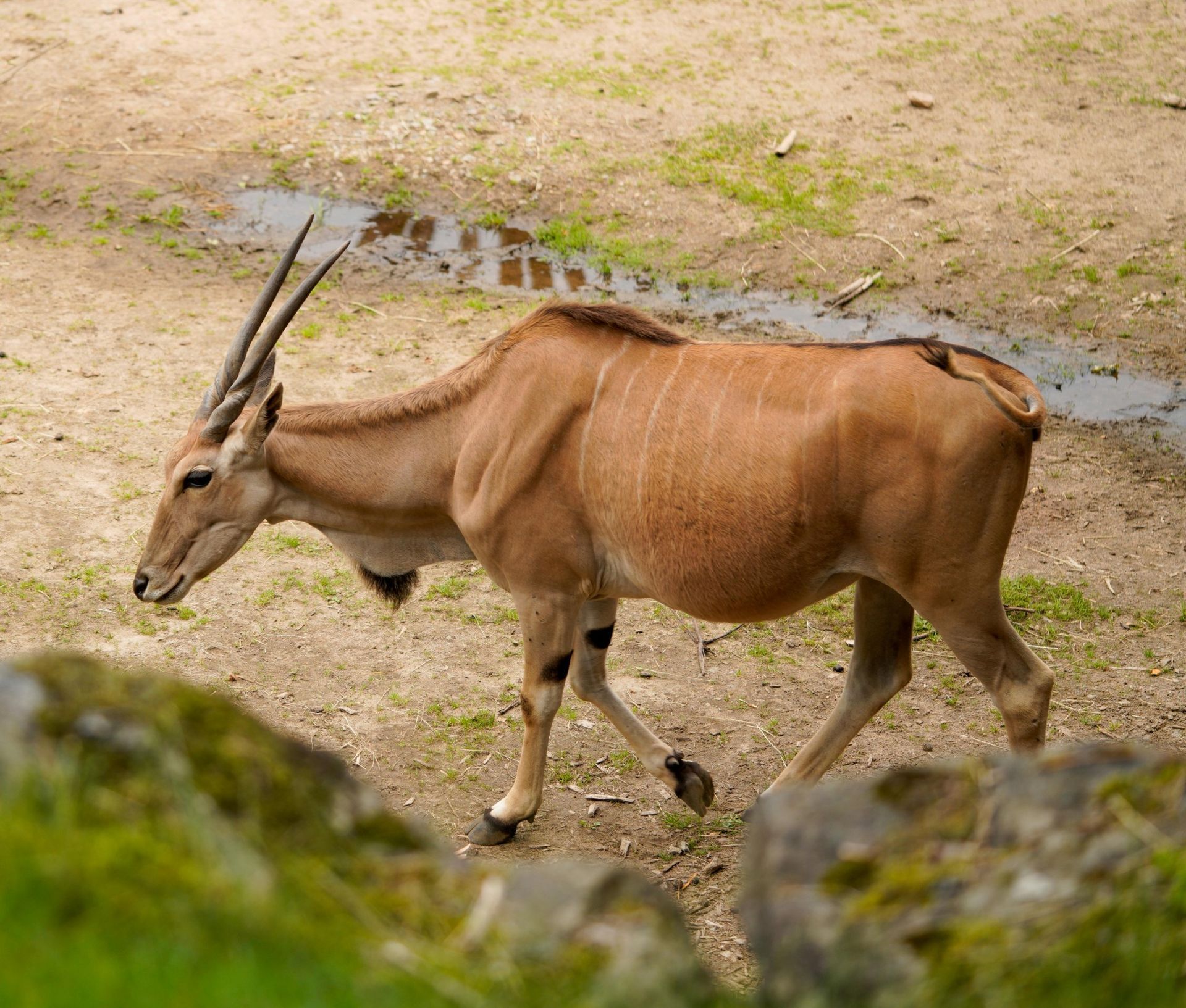 An eland antelope walking on dirt. It has long horns, brown fur, and is near rocks and water.