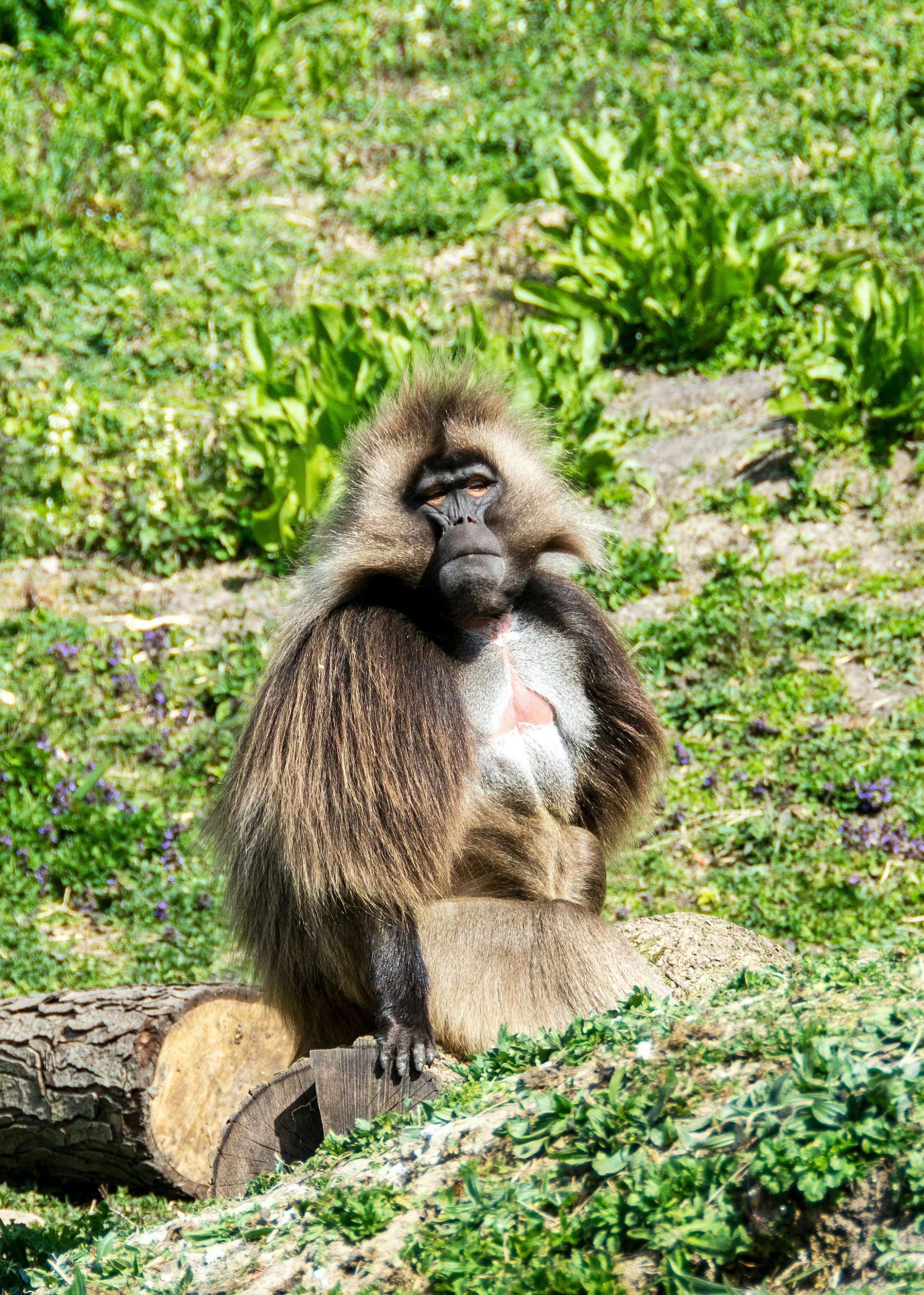 Gelada baboon sitting on a log, looking forward. Brown fur, red chest patch, grassy setting.