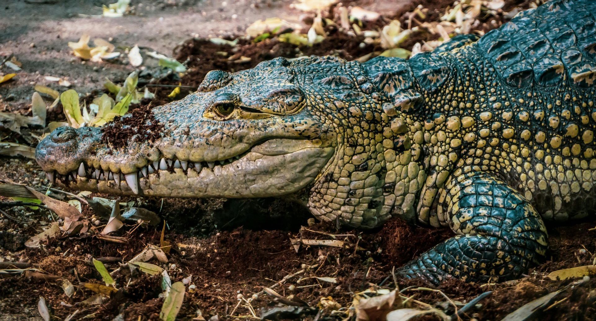 Crocodile with rough, textured skin resting on dirt and leaves.