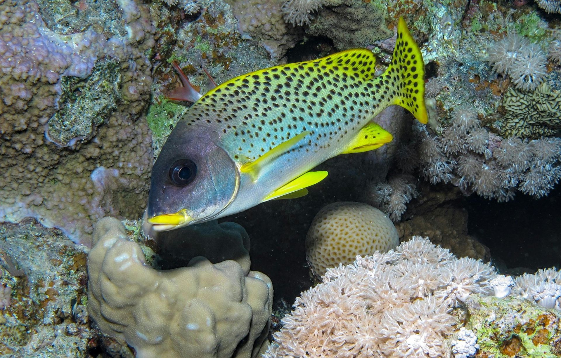 Yellow and black spotted fish near coral reef.