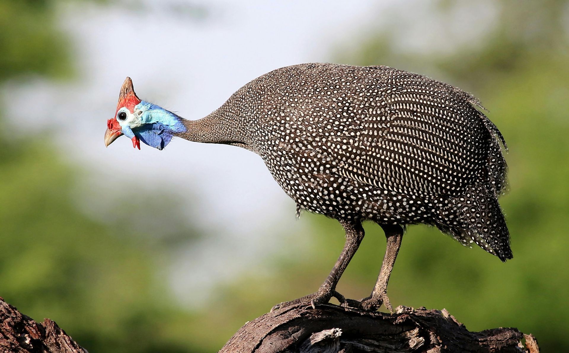 Guinea fowl with spotted feathers, red and blue head, perched outdoors.