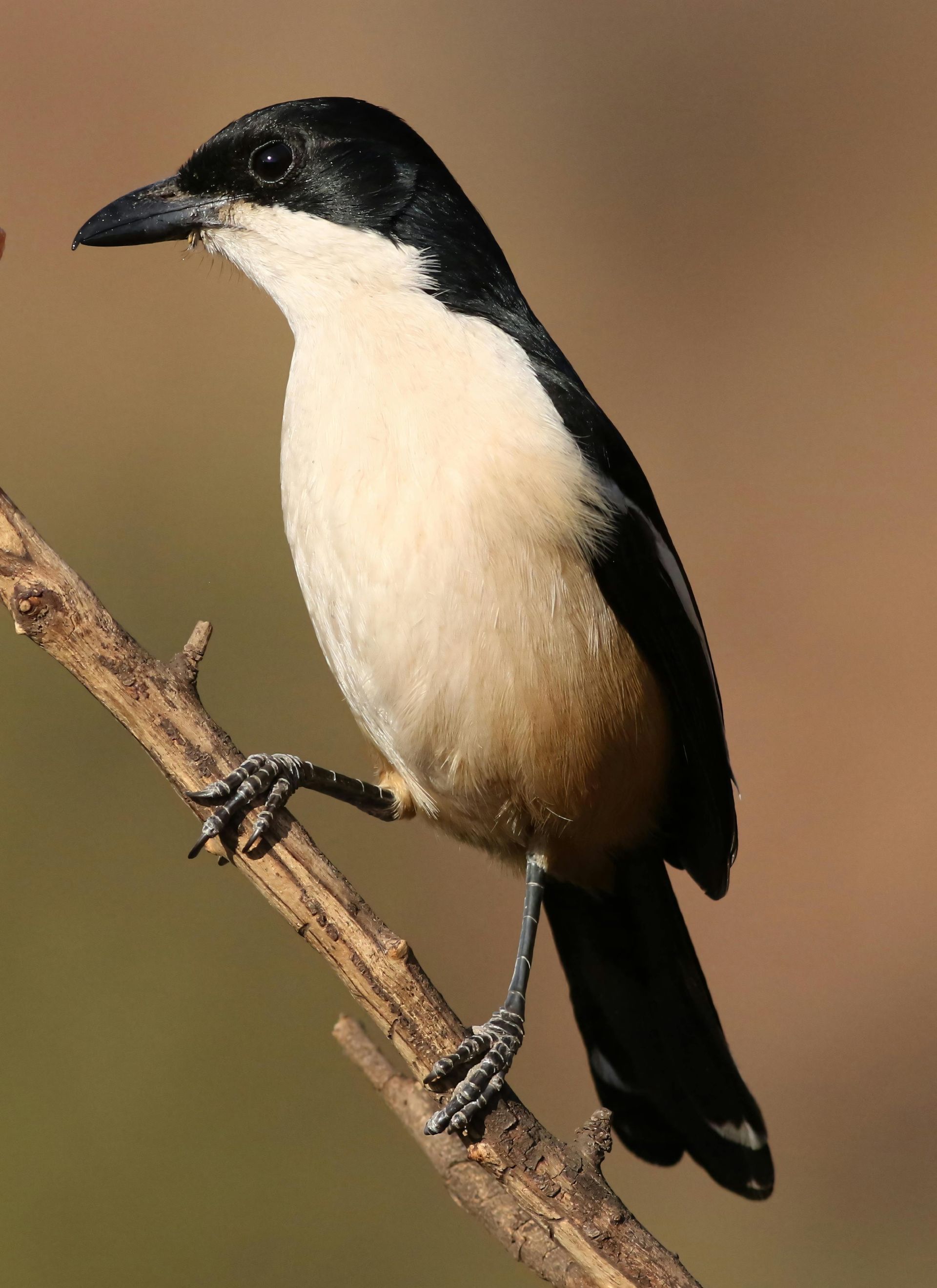 Black and white masked shrike perched on a brown branch, against a blurred tan background.