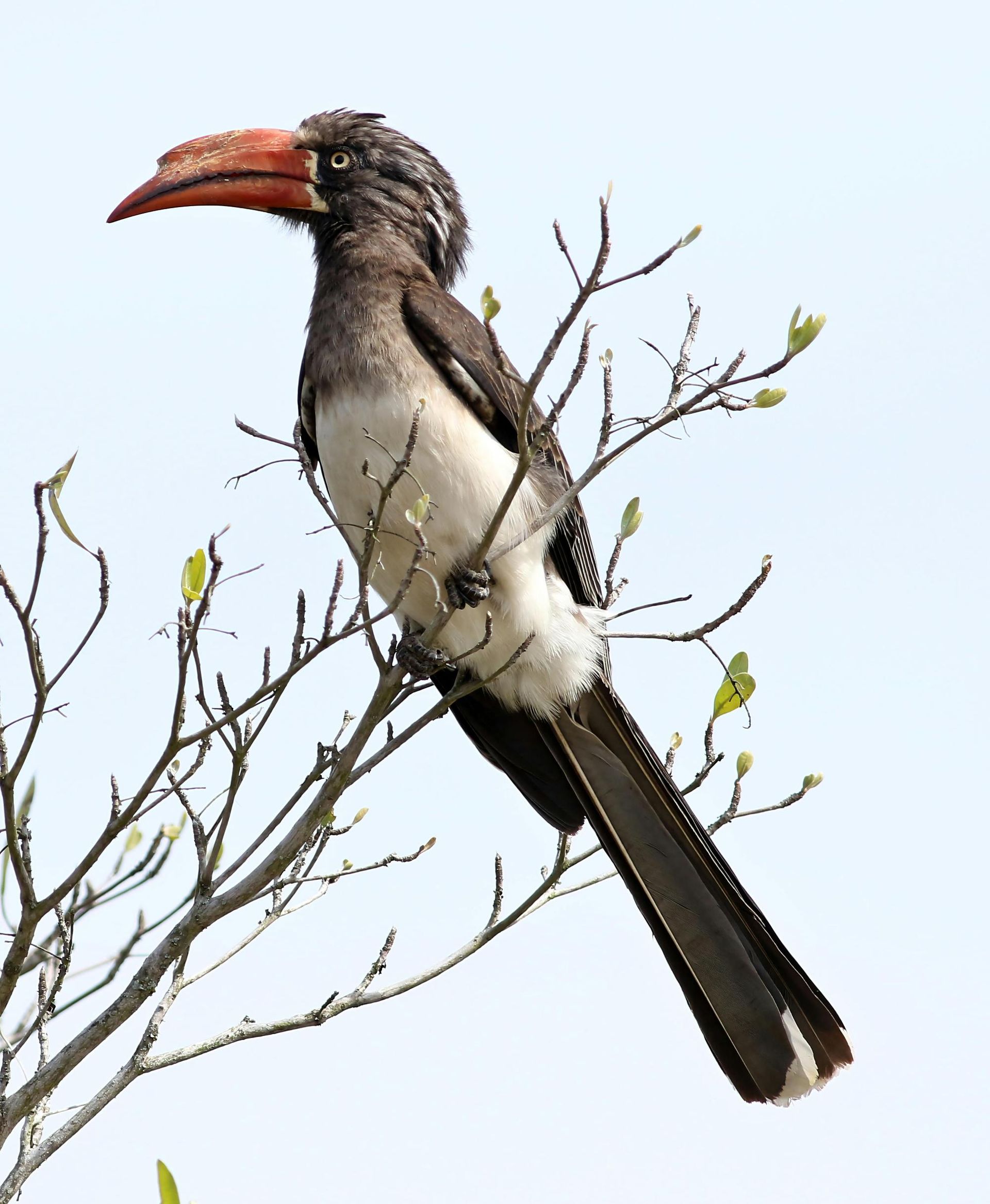 Pale-billed hornbill perched in a tree. It has a large orange beak, white belly, and dark gray feathers.